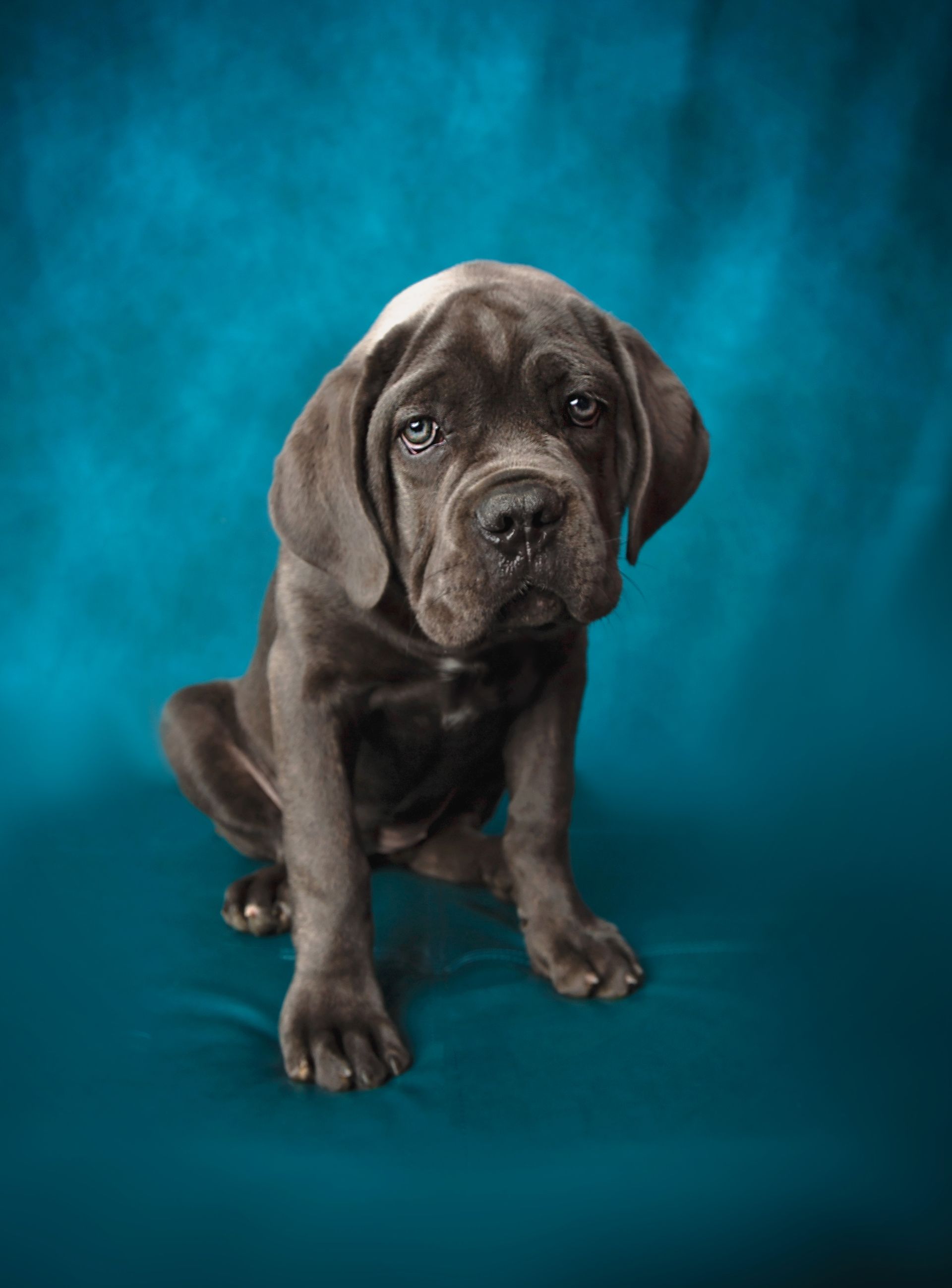 A brown puppy is sitting on a blue background and looking at the camera.