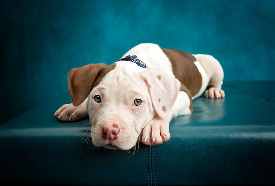 A brown and white puppy is laying on a blue couch.