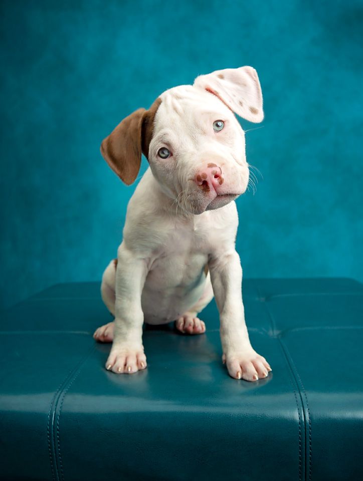 A white and brown puppy is sitting on a blue couch.