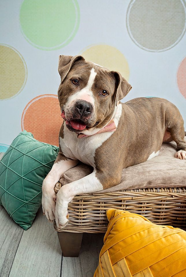 A brown and white dog is laying on a wicker bed next to pastel colored throw pillows.