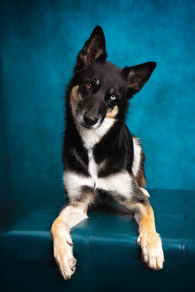 A black and white dog is laying on a blue couch.
