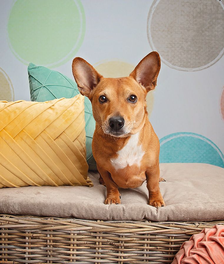 A small brown and white dog is sitting on a wicker bench next to pillows.