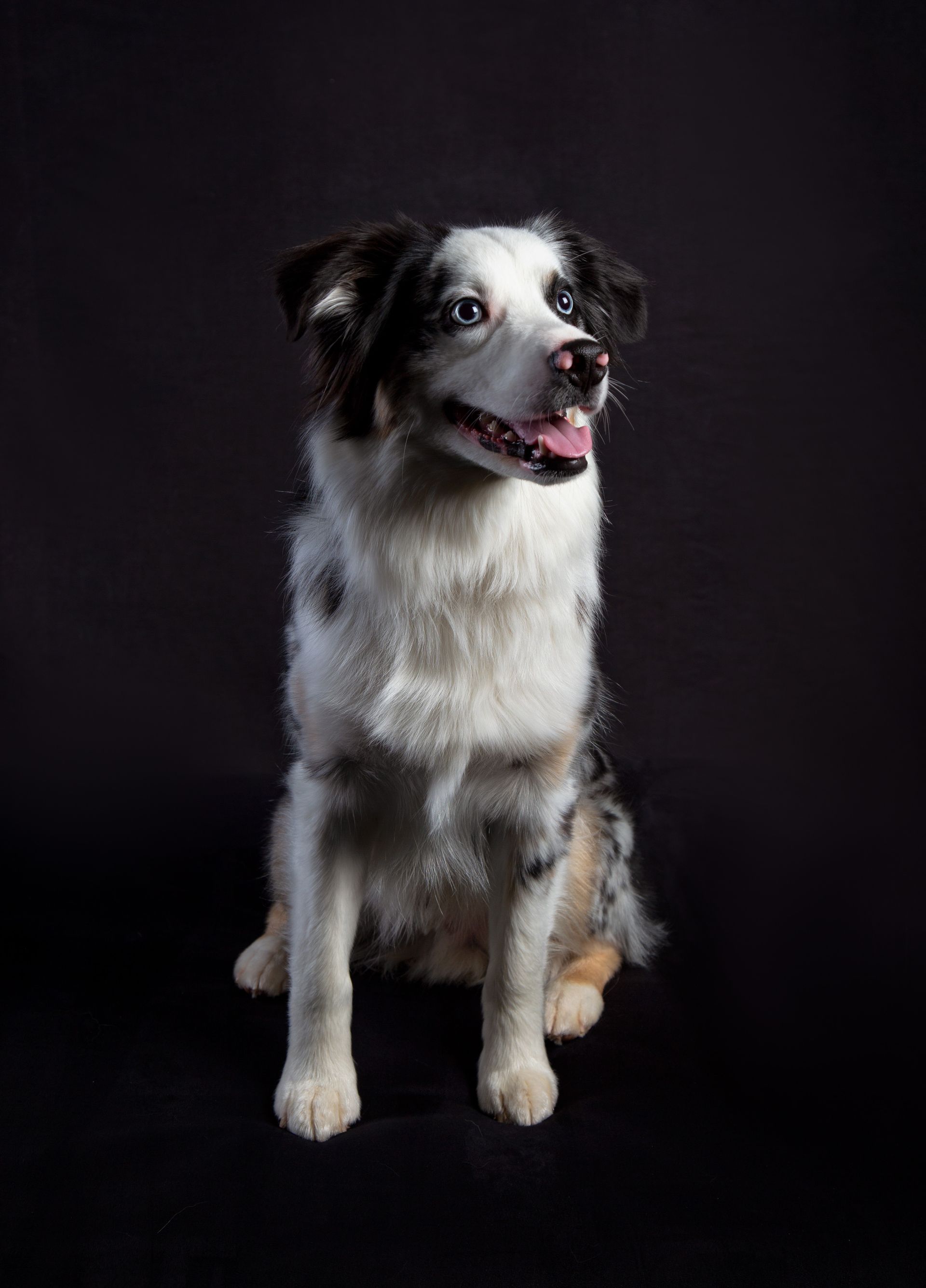 A black and white dog is sitting on a black background.