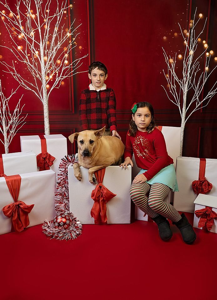 A boy and a girl are posing for a Christmas photo with their dog.