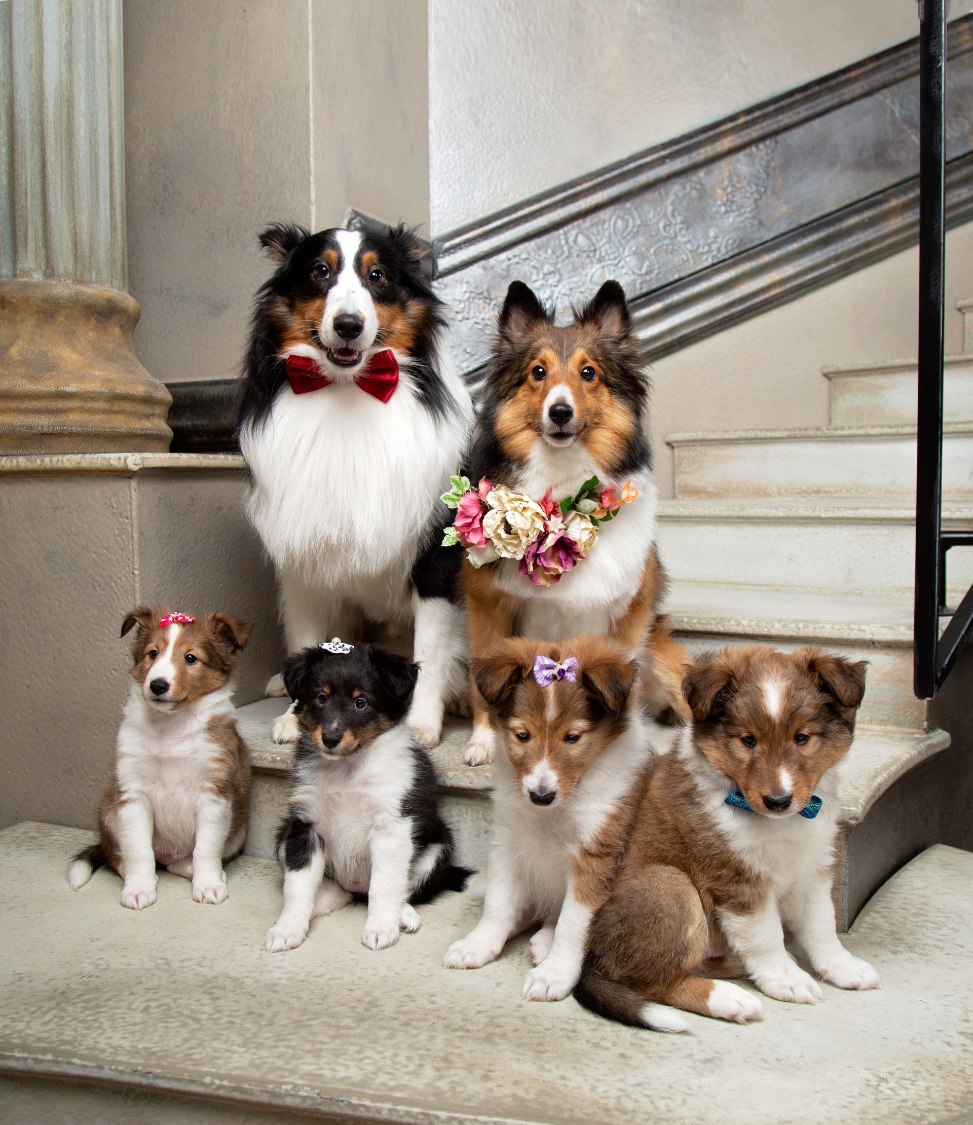 A family of border collie dogs are sitting on a set of stairs.