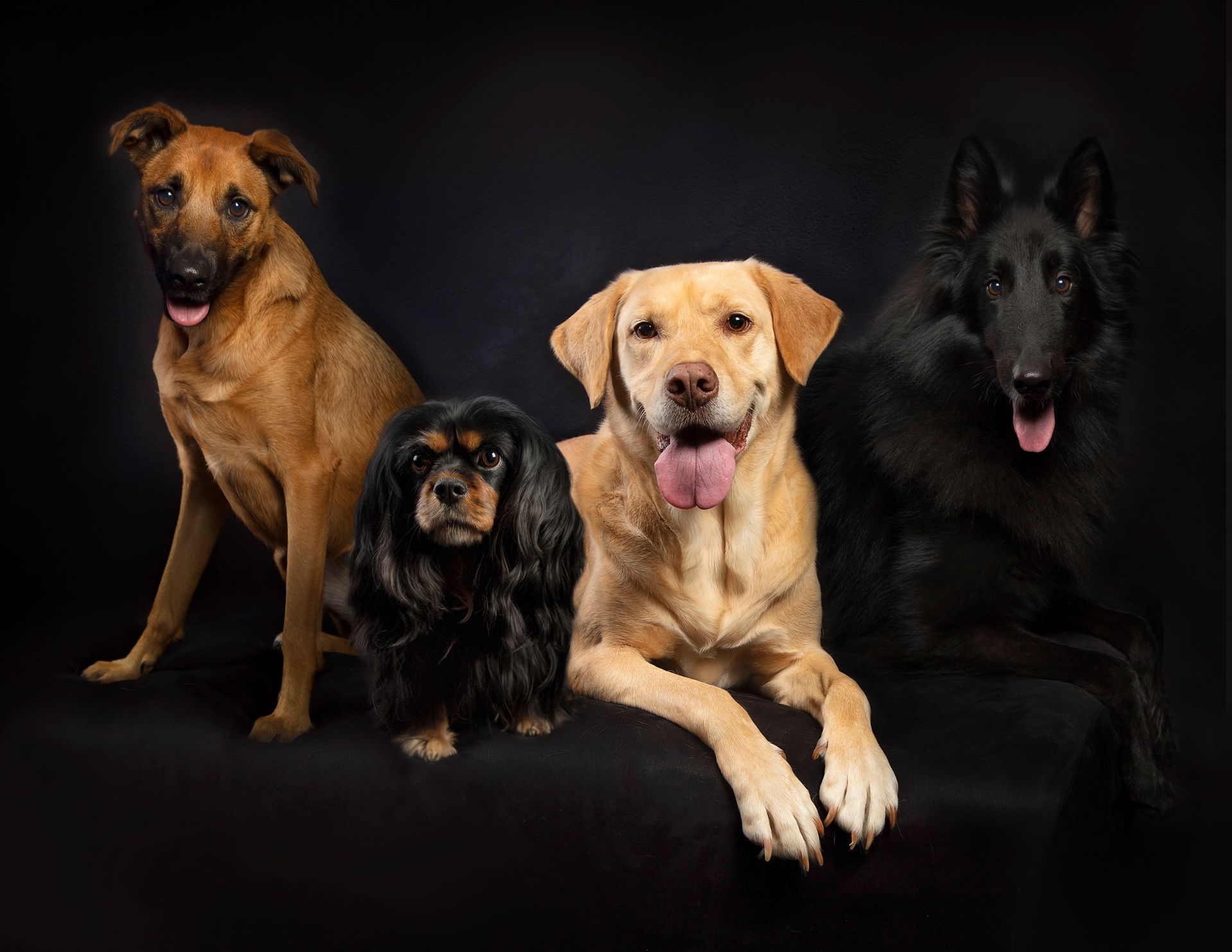 A group of four dogs sitting next to each other on a black background.