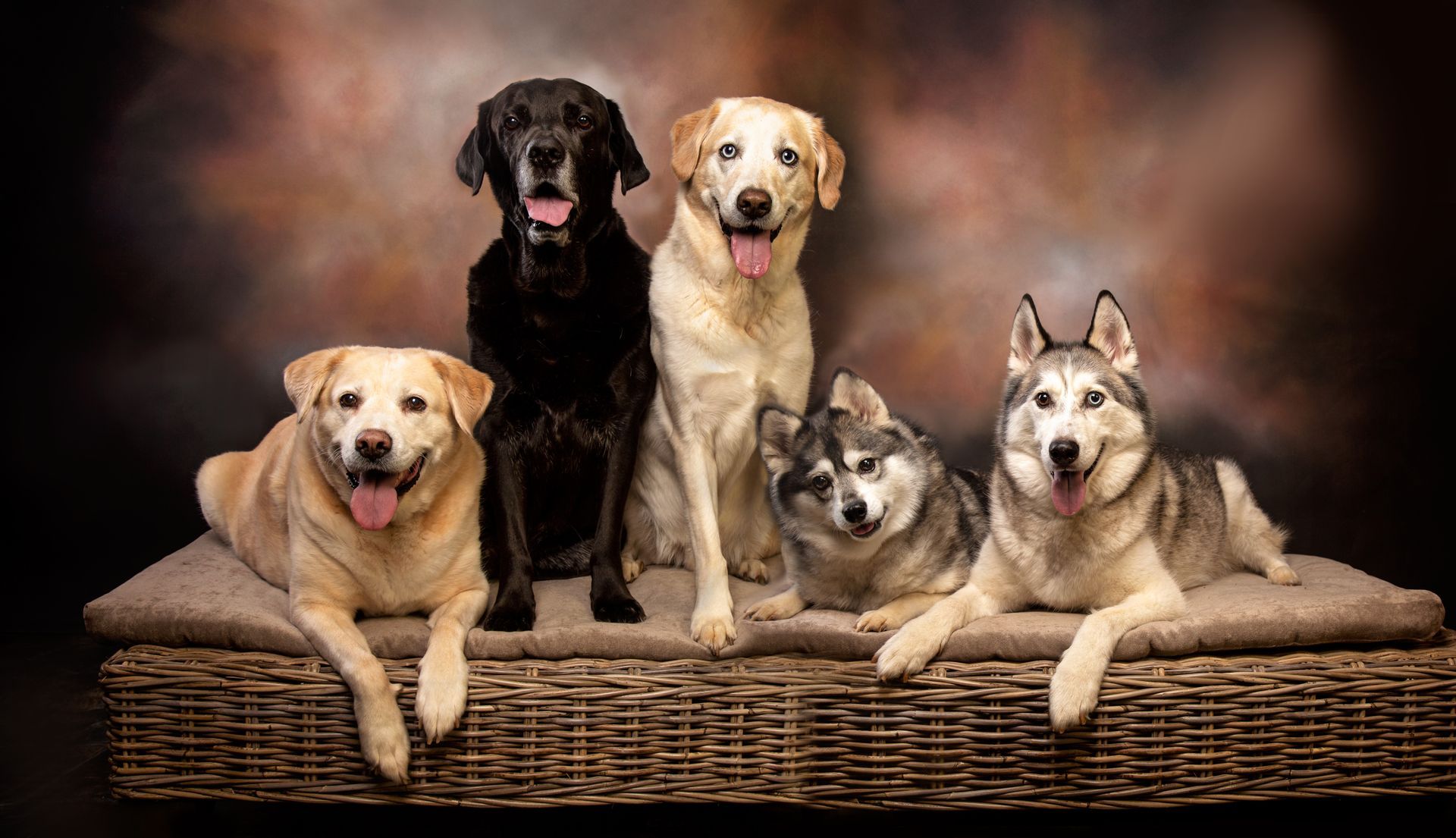 A group of dogs are posing for a picture together.
