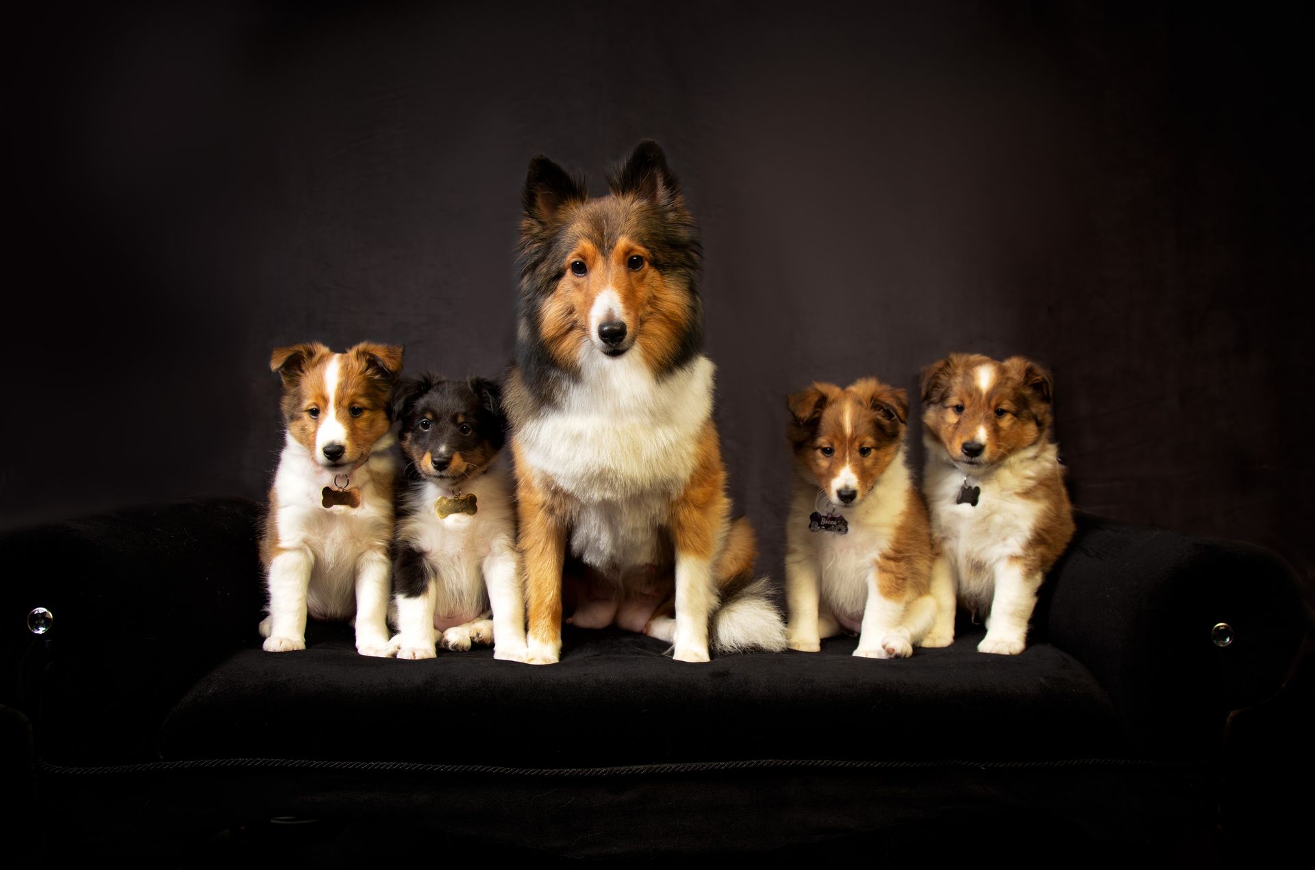 A group of collie puppies sitting next to each other on a black couch.