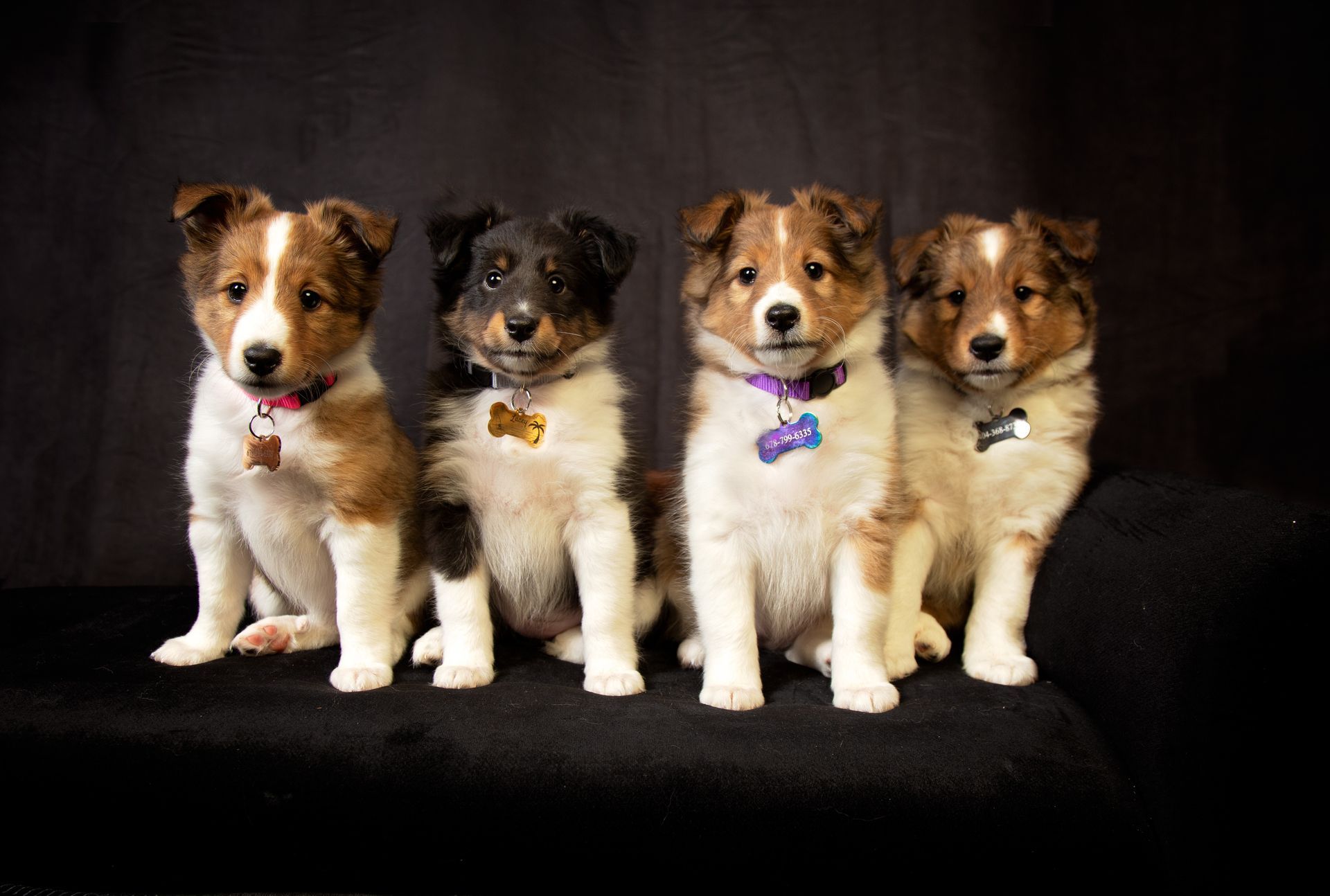 Four puppies are sitting next to each other on a black couch.