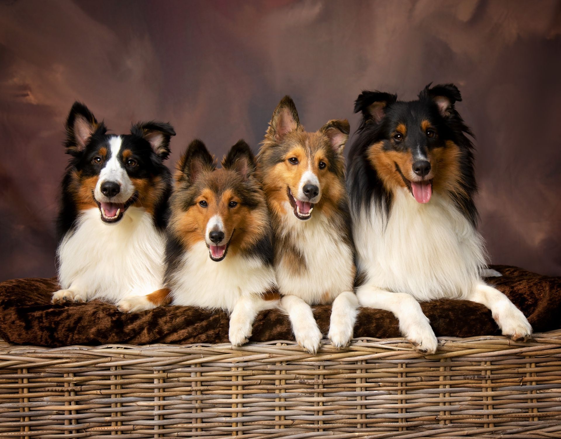A group of collies are sitting on a wicker ottoman.