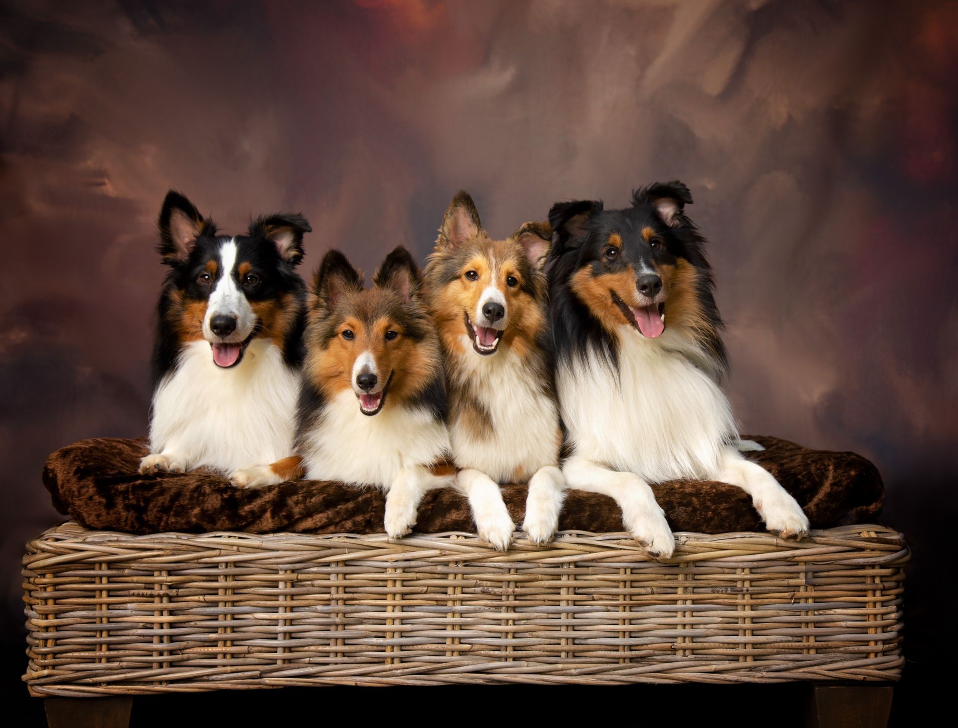 A group of collies are sitting on a wicker ottoman.