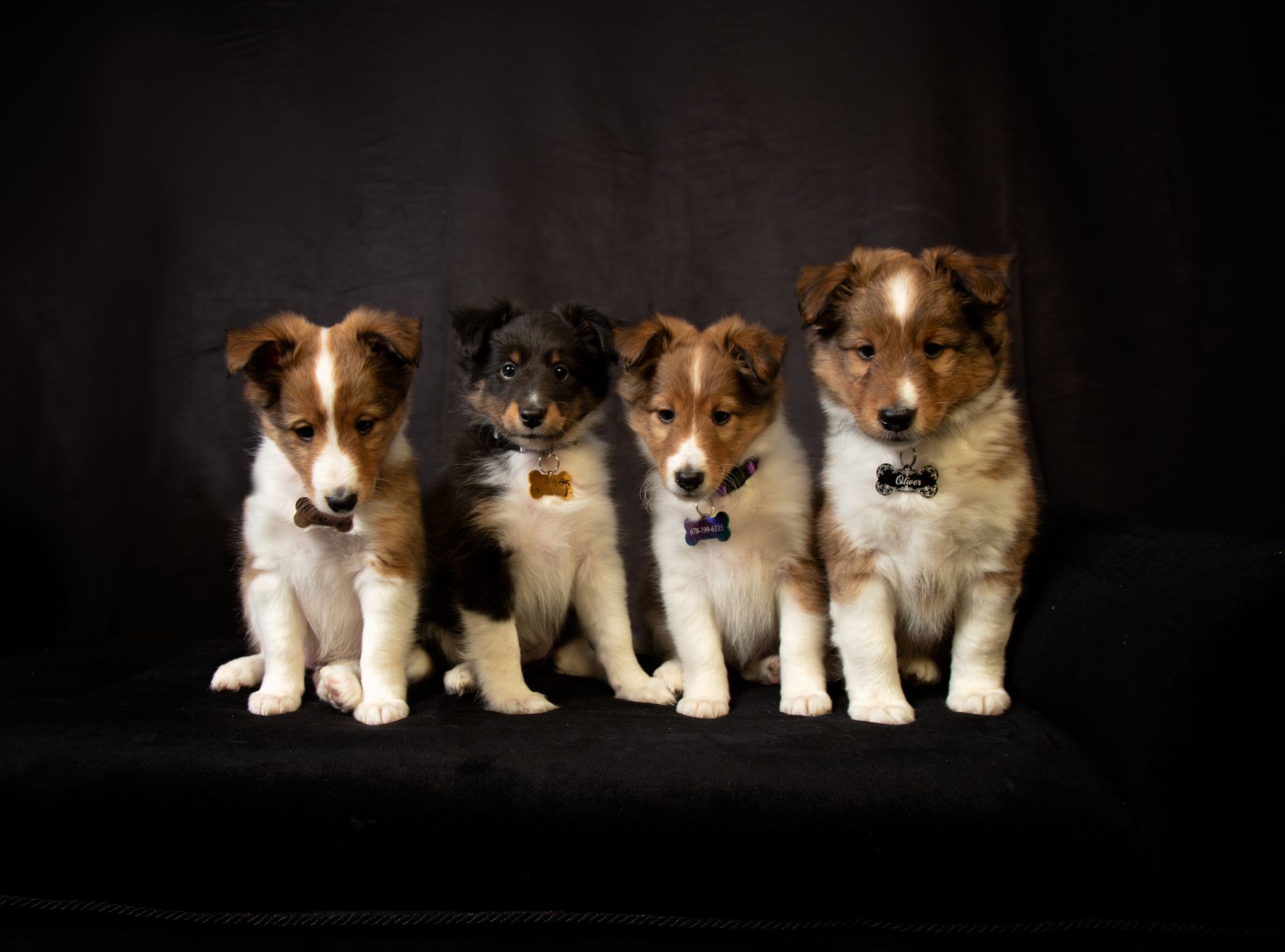 Four puppies are sitting next to each other on a black background.