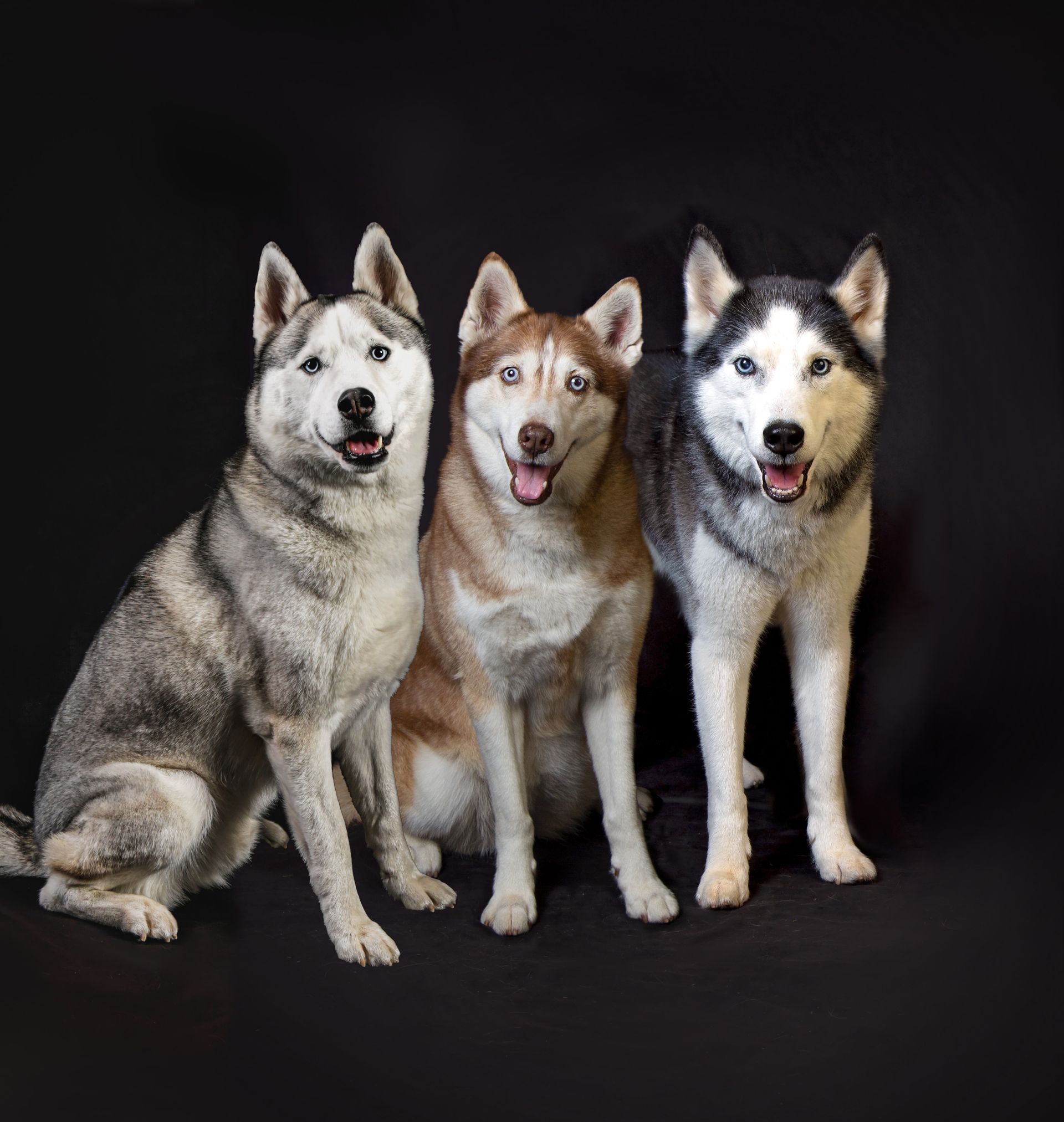 Three husky dogs are sitting next to each other on a black background.
