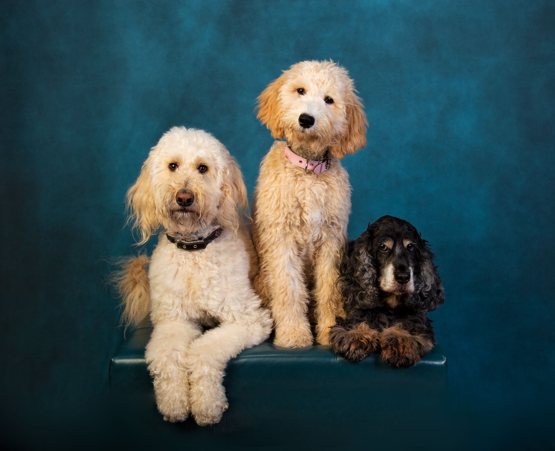 Three dogs are sitting next to each other on a teal blue ottoman.