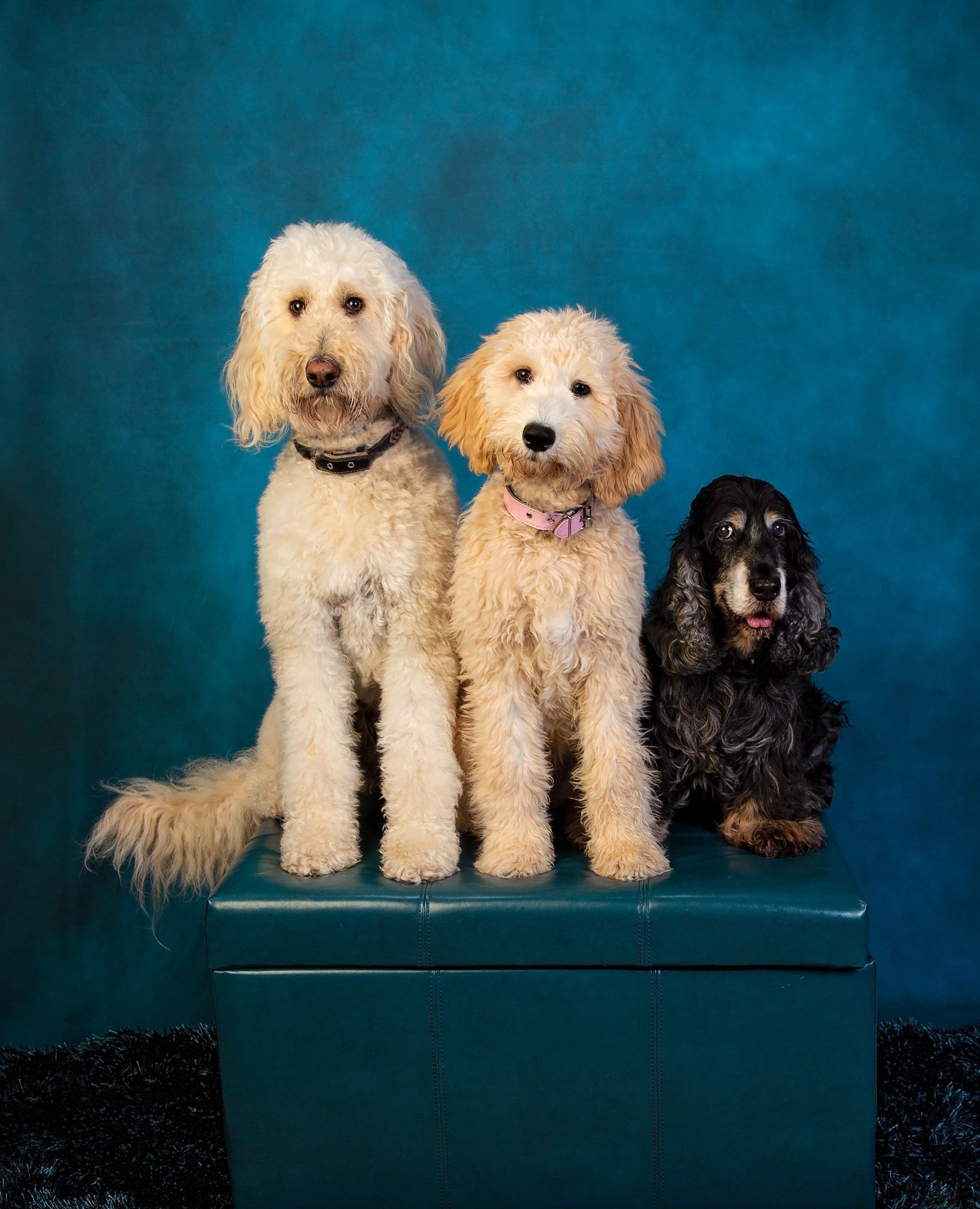 Three dogs are sitting on a teal blue ottoman with a blue background.