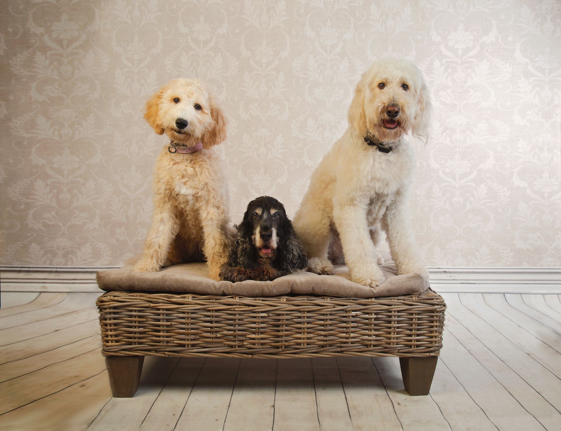 Three dogs are sitting on a wicker dog bed.