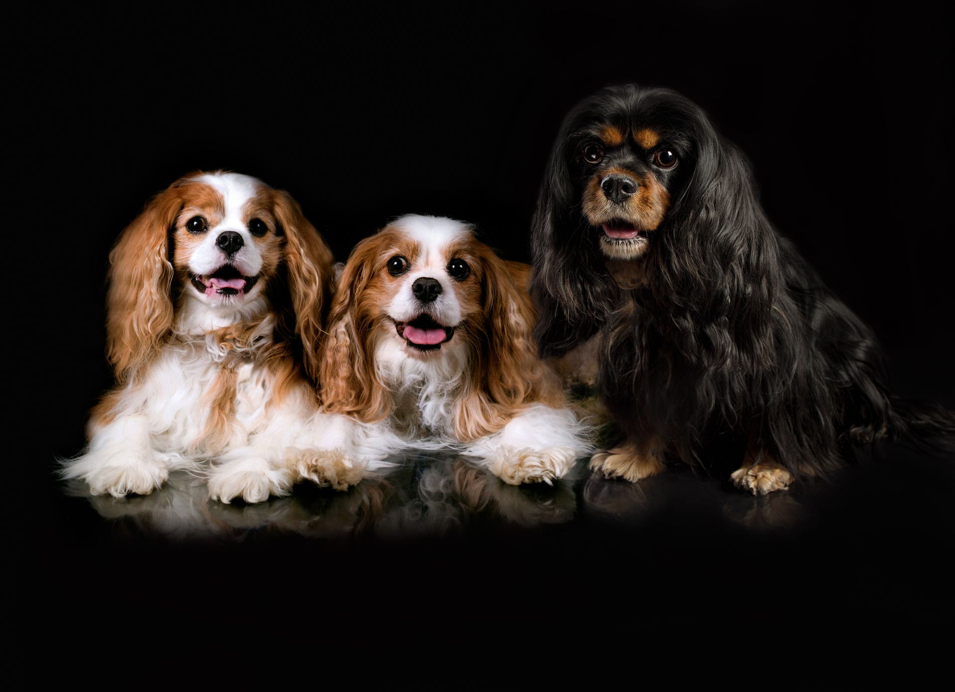 Three cocker spaniel dogs are sitting next to each other on a black background.