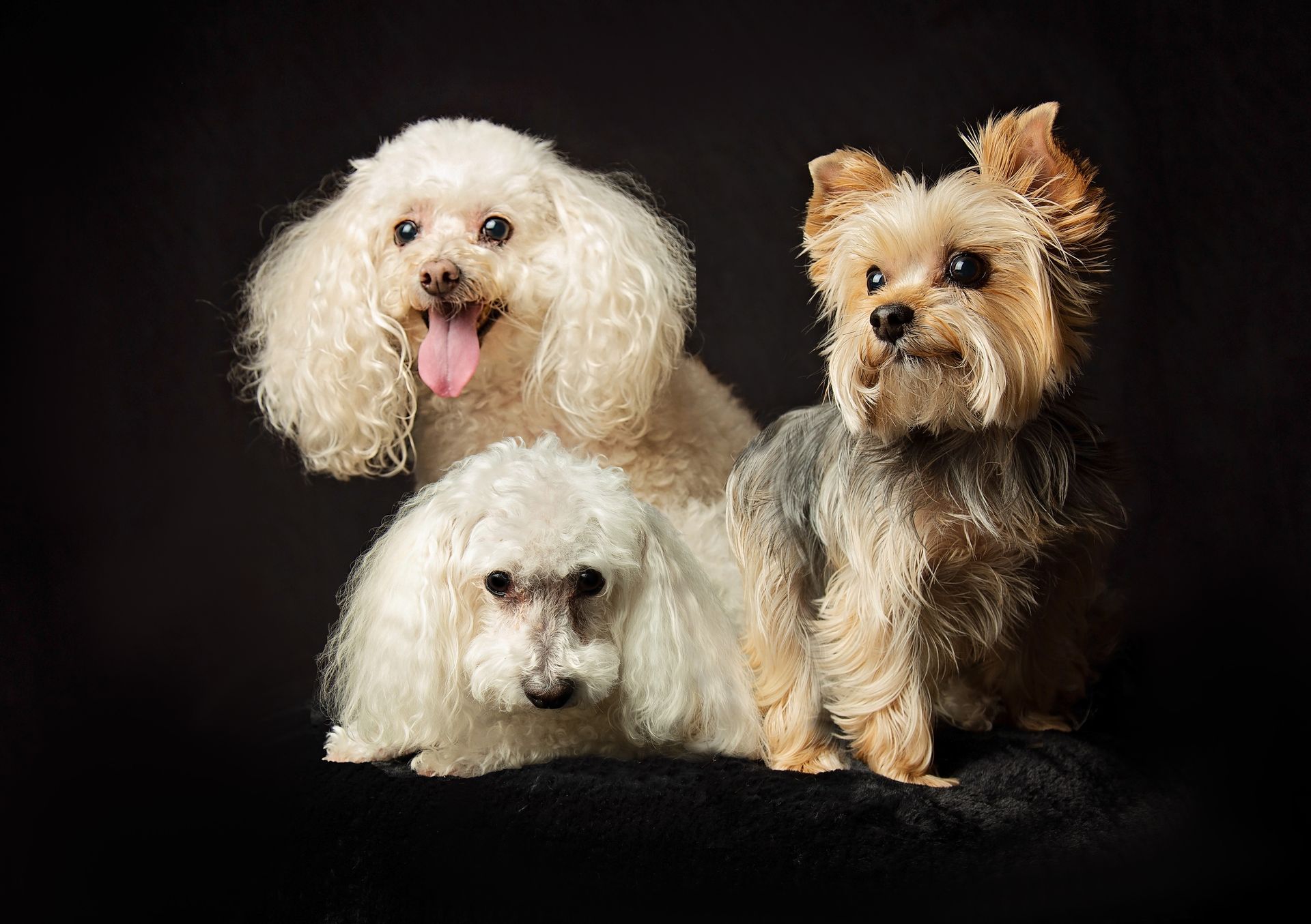 Three small dogs are sitting next to each other on a black background.