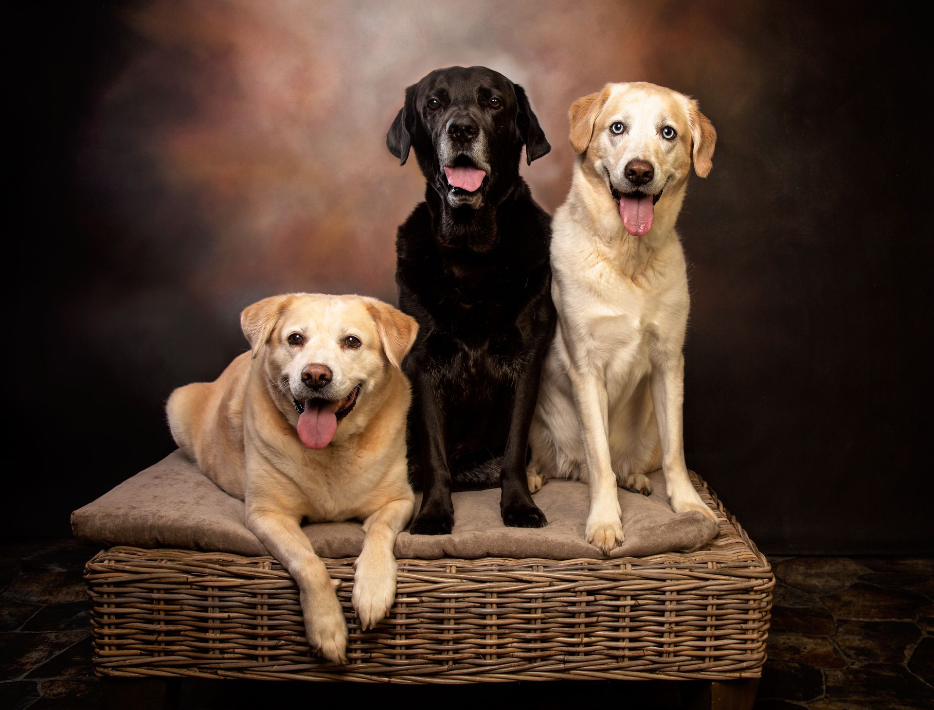 Three dogs are posing for a picture on a wicker bench.