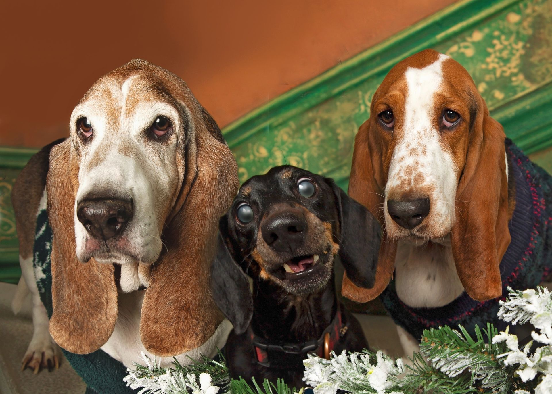 Three basset hounds and a dachshund are posing for a picture.