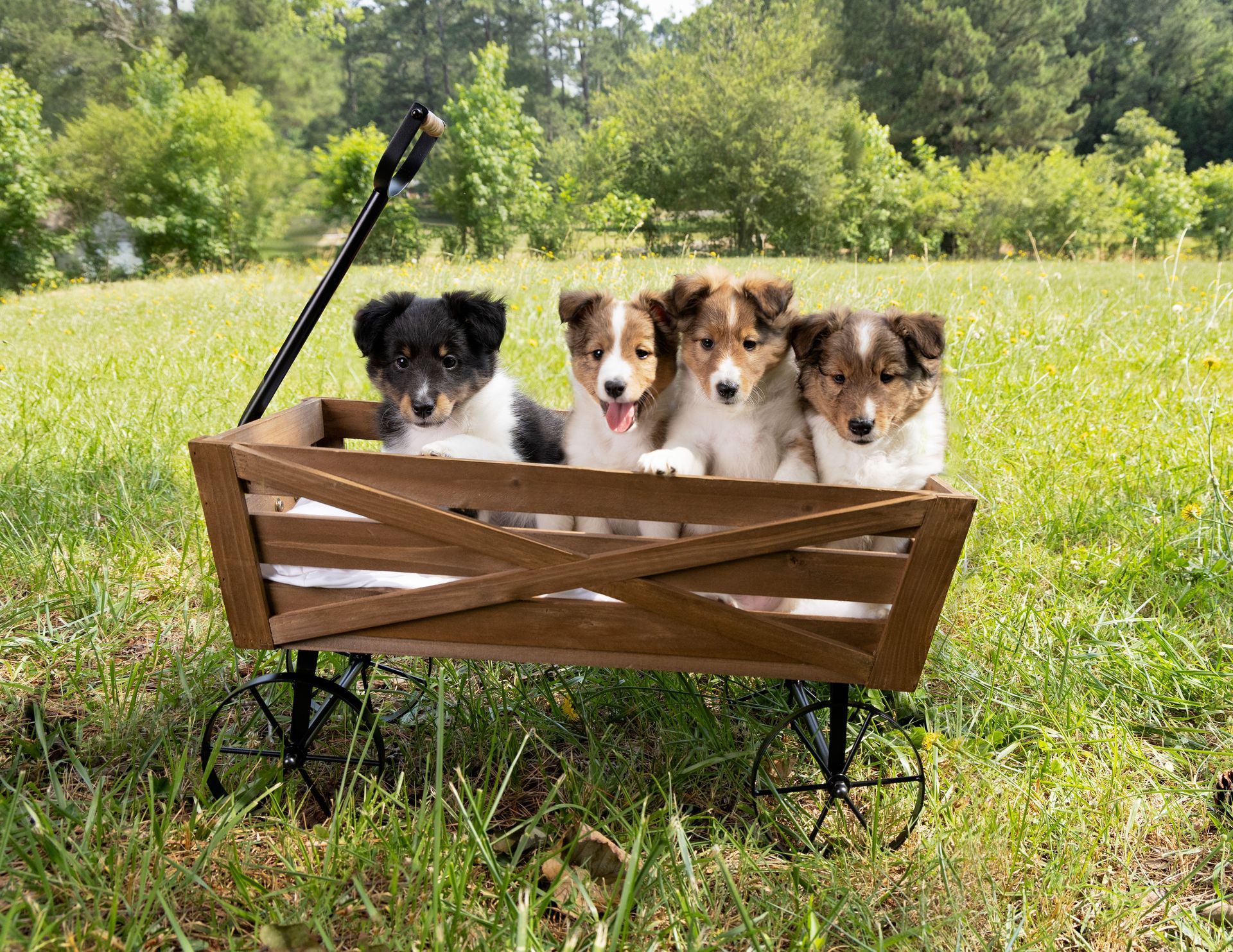 Four puppies are sitting in a wooden wagon in the grass.