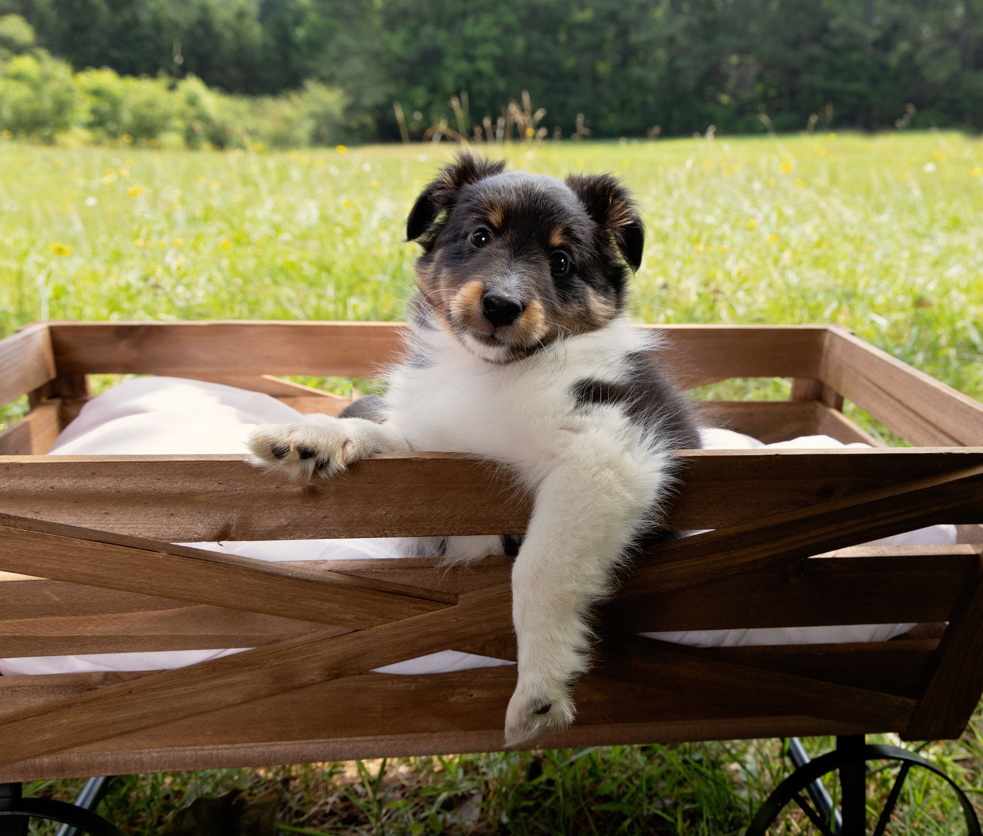 A Collie puppy is relaxing in a wooden wagon with one front paw draped over the side, in a field.