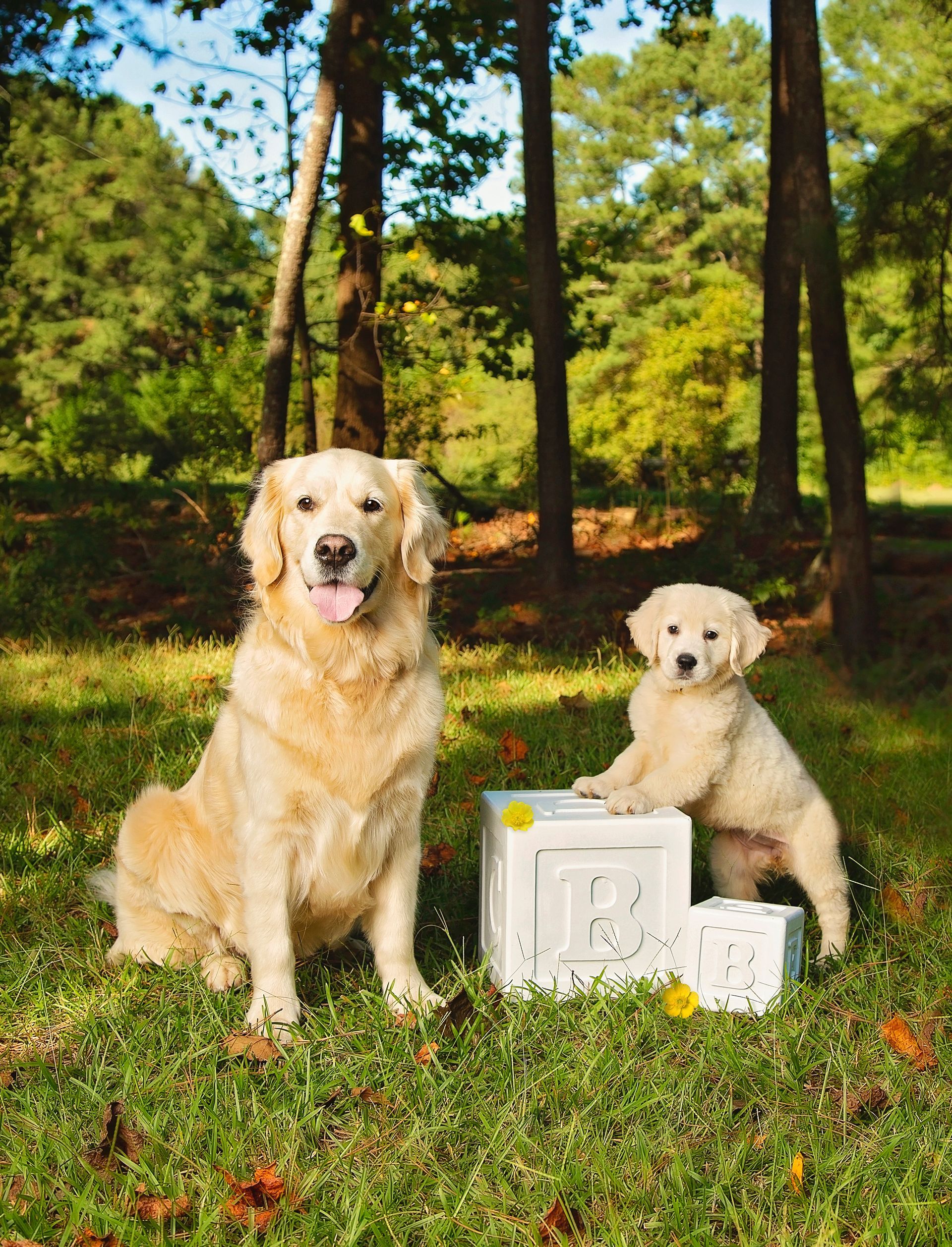 A dog and a puppy are sitting next to each other in the grass.