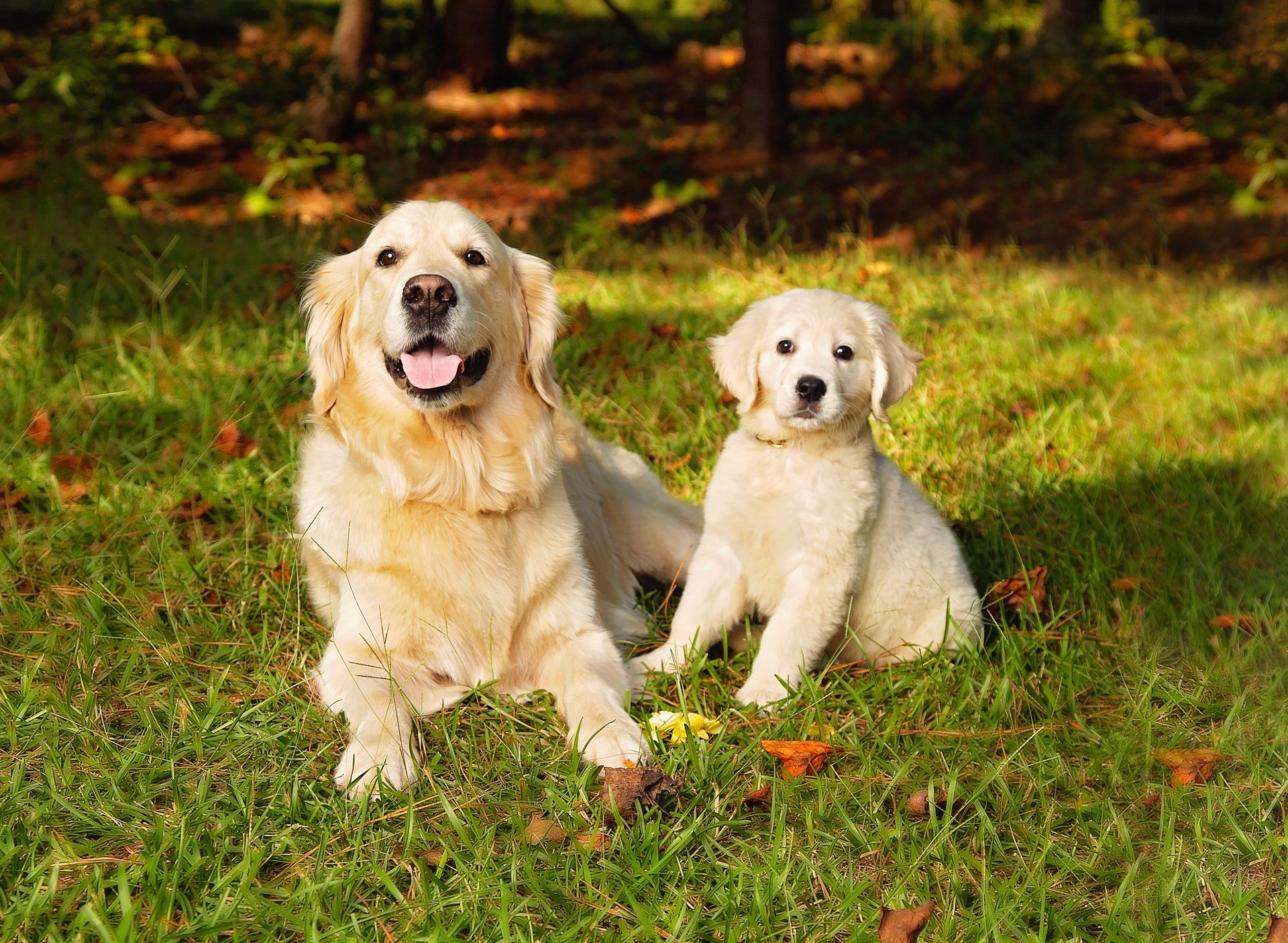 A smiling dog and a puppy are laying in the grass.