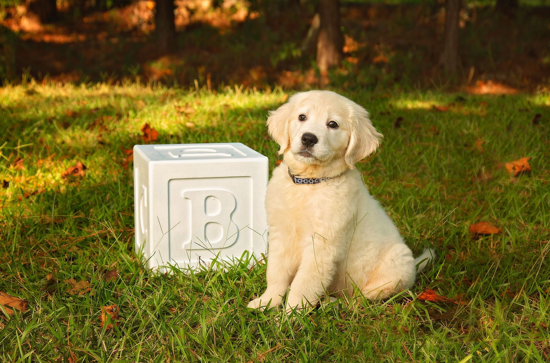 A puppy is sitting next to a white block with the letter B on it.