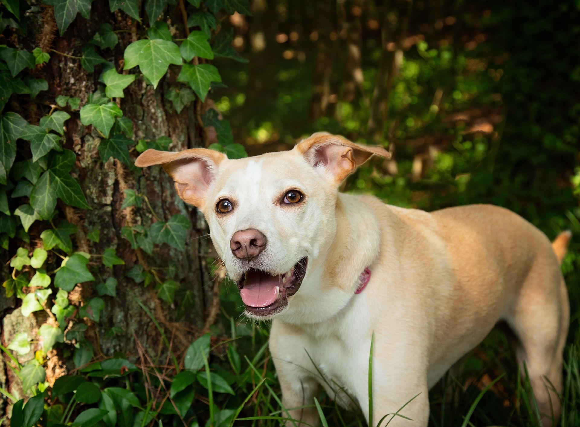 A dog is standing in the grass next to a tree.