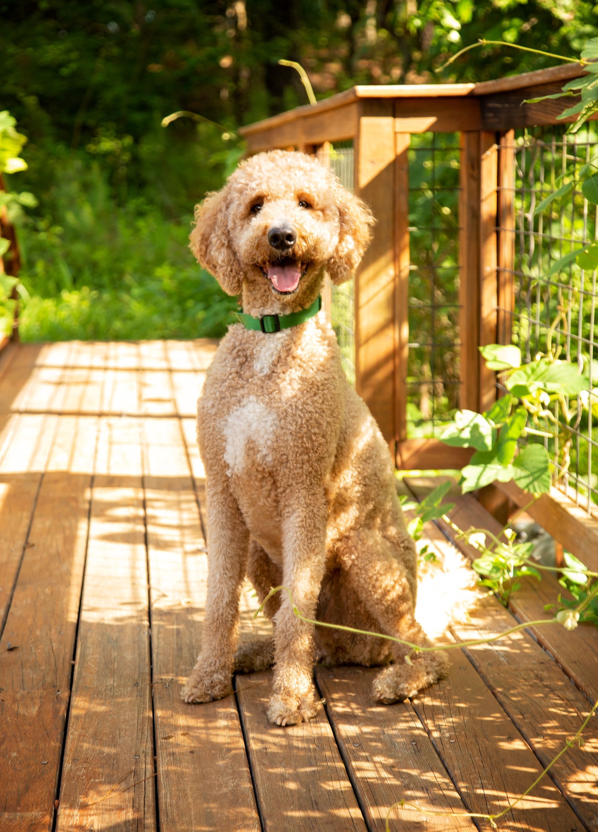 A light brown dog is sitting on a wooden deck.
