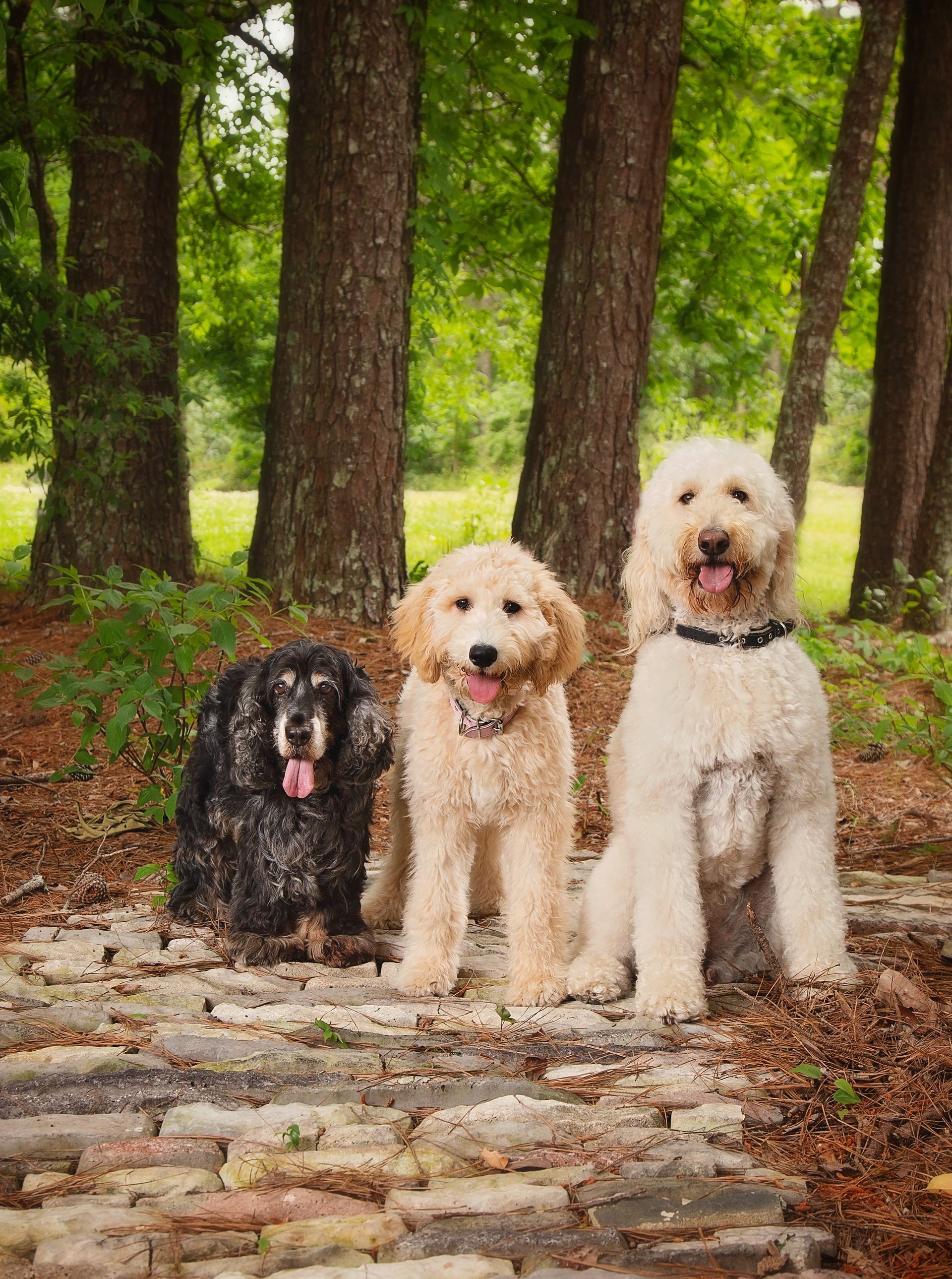 Three dogs are standing next to each other on a cobblestone path in the woods.
