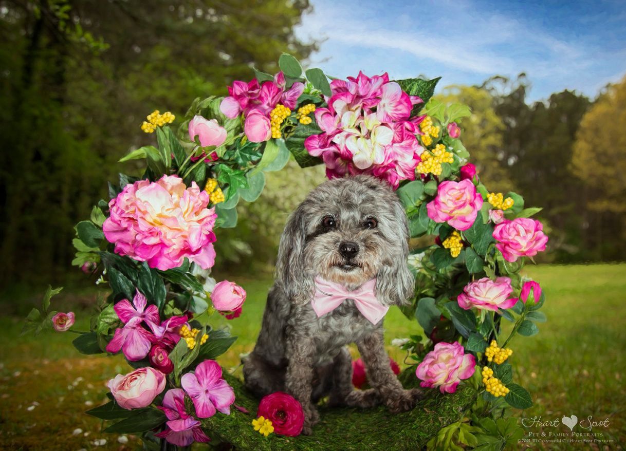 A small dog wearing a bow tie is sitting in a wreath of flowers.