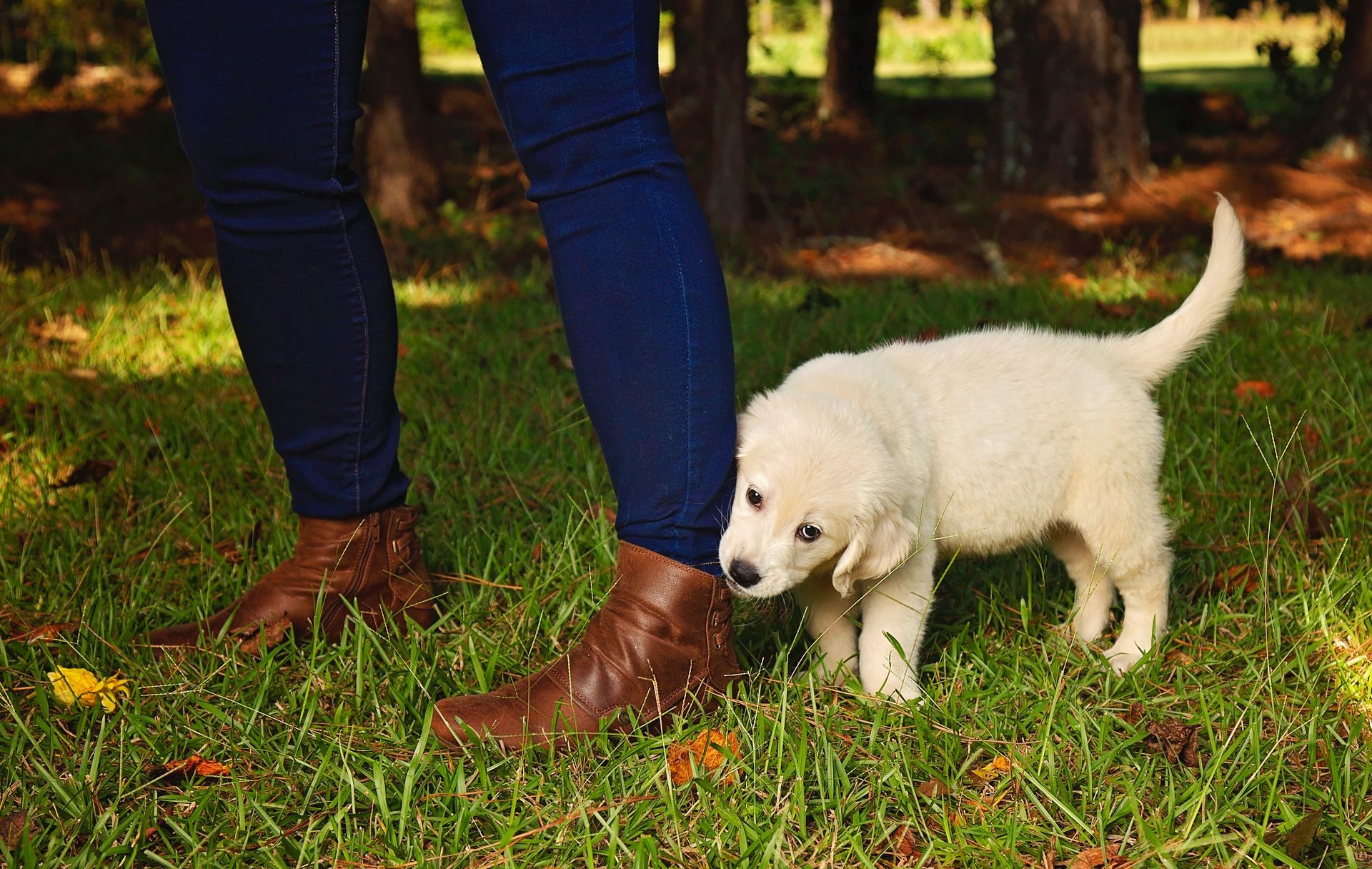A white puppy is standing next to a person's leg in the grass.