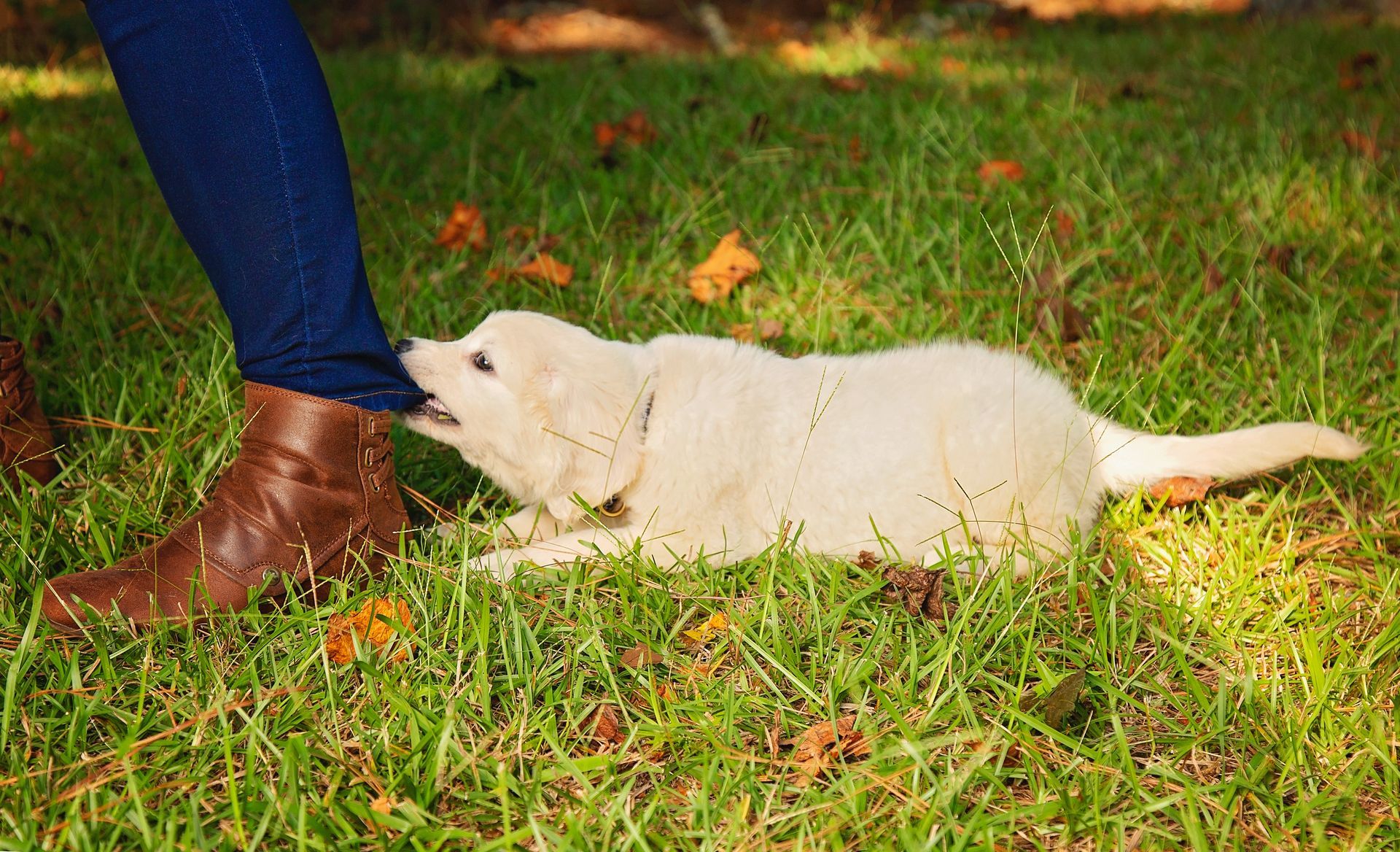 A puppy is playfully biting a person's pants leg in the grass.