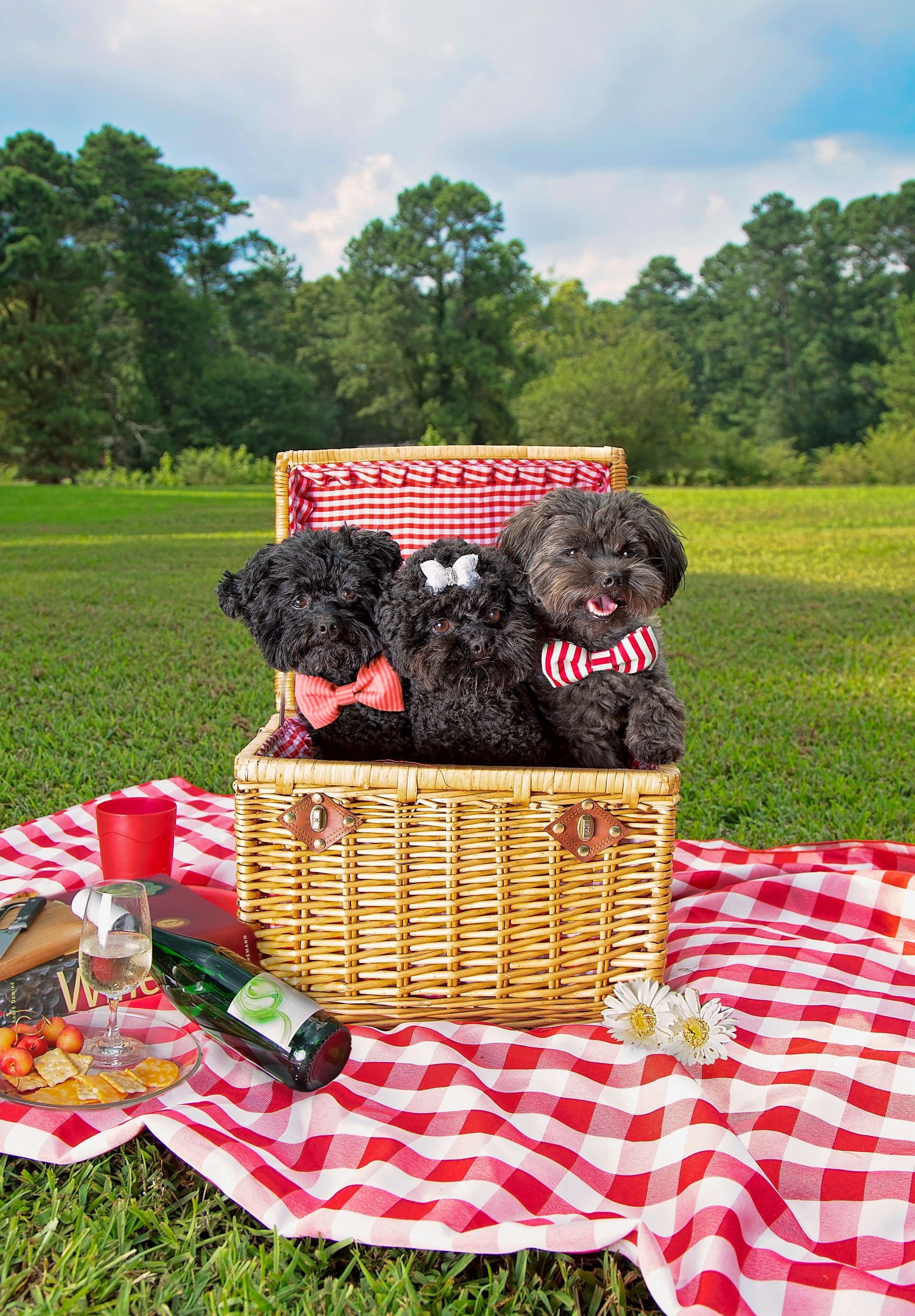 Three small black dogs are sitting in a wicker basket on a picnic blanket.