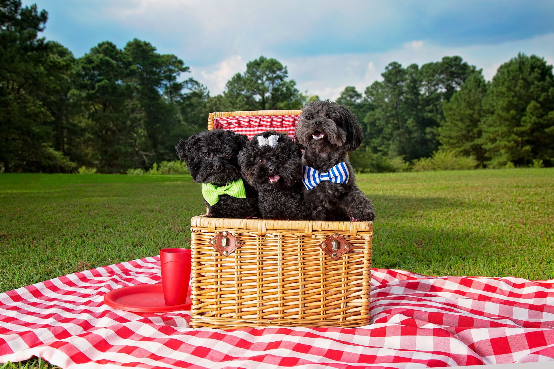 Three black dogs are sitting in a basket on a picnic blanket.