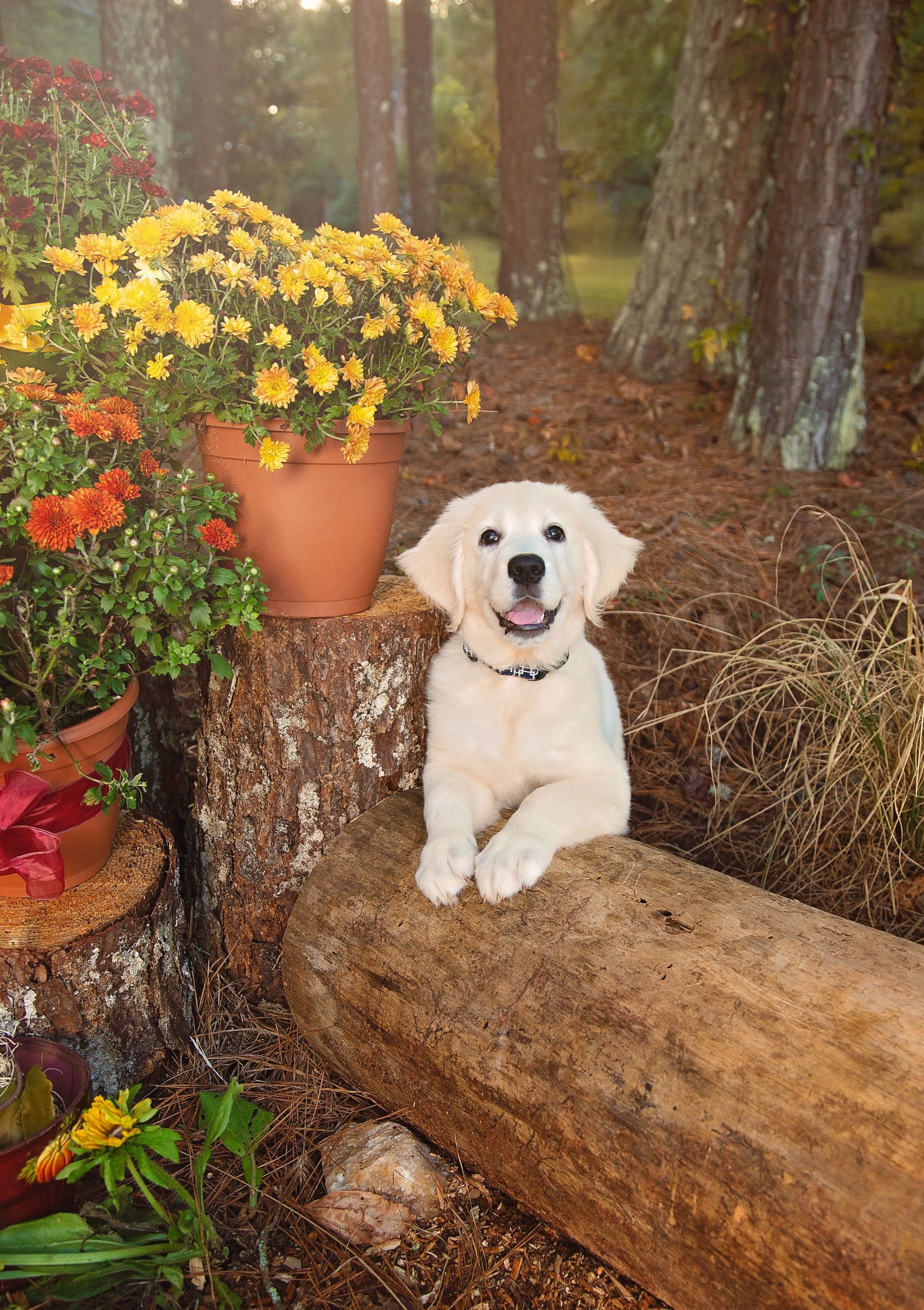 A white puppy is laying on a log next to a pot of flowers.