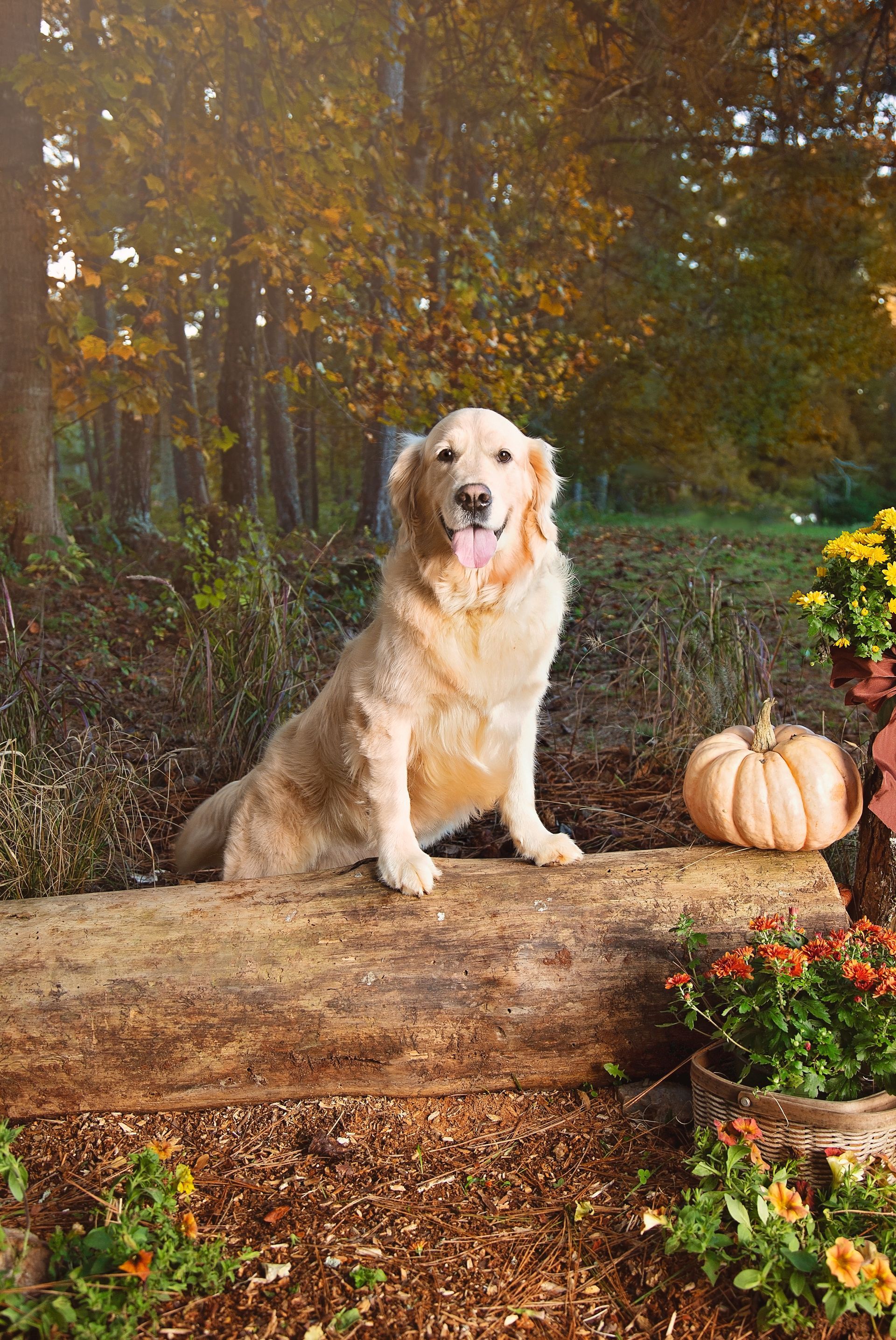 A dog is sitting on a log next to a pumpkin and flowers.