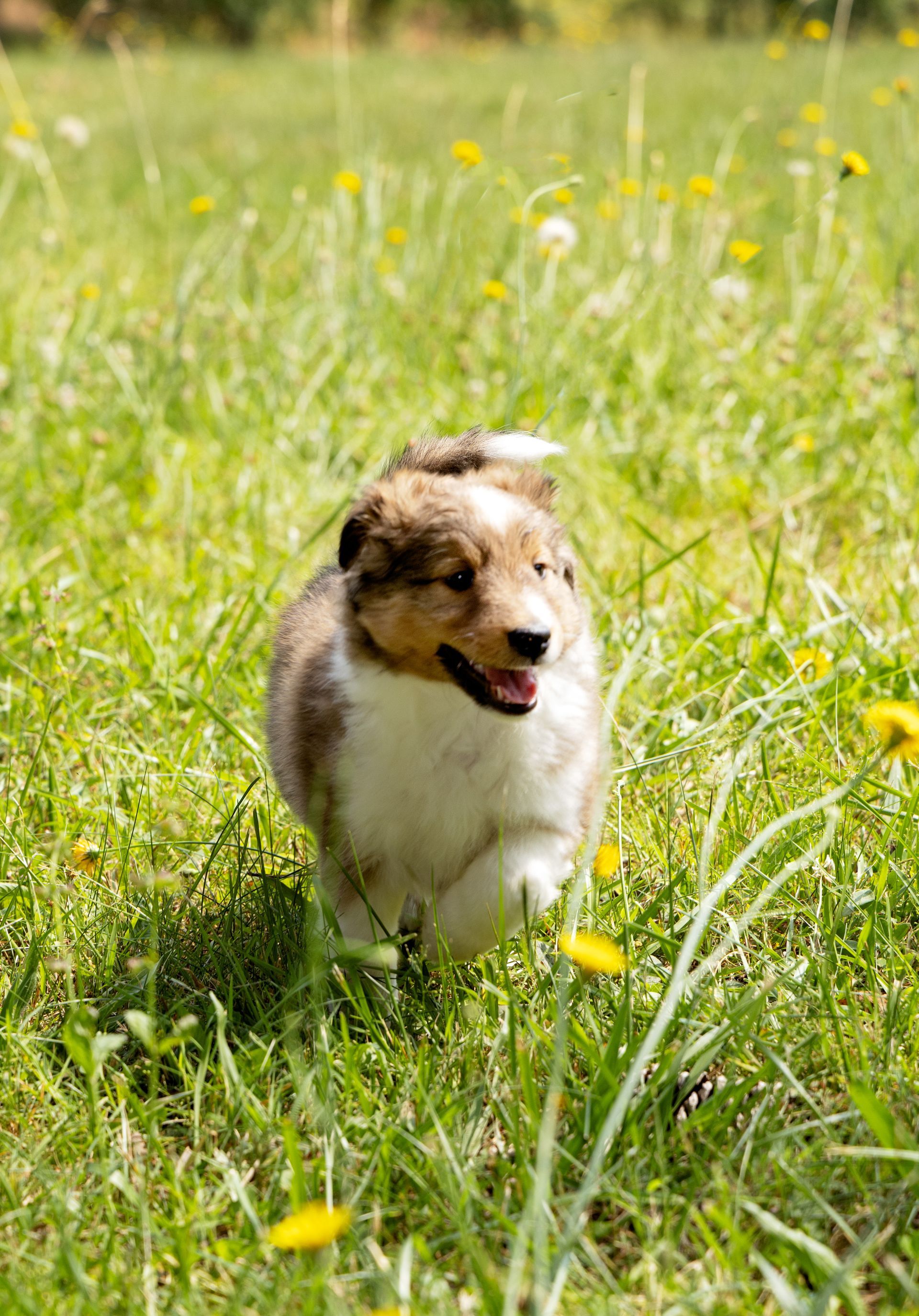 A collie puppy is running through a field of tall grass and wildflowers.