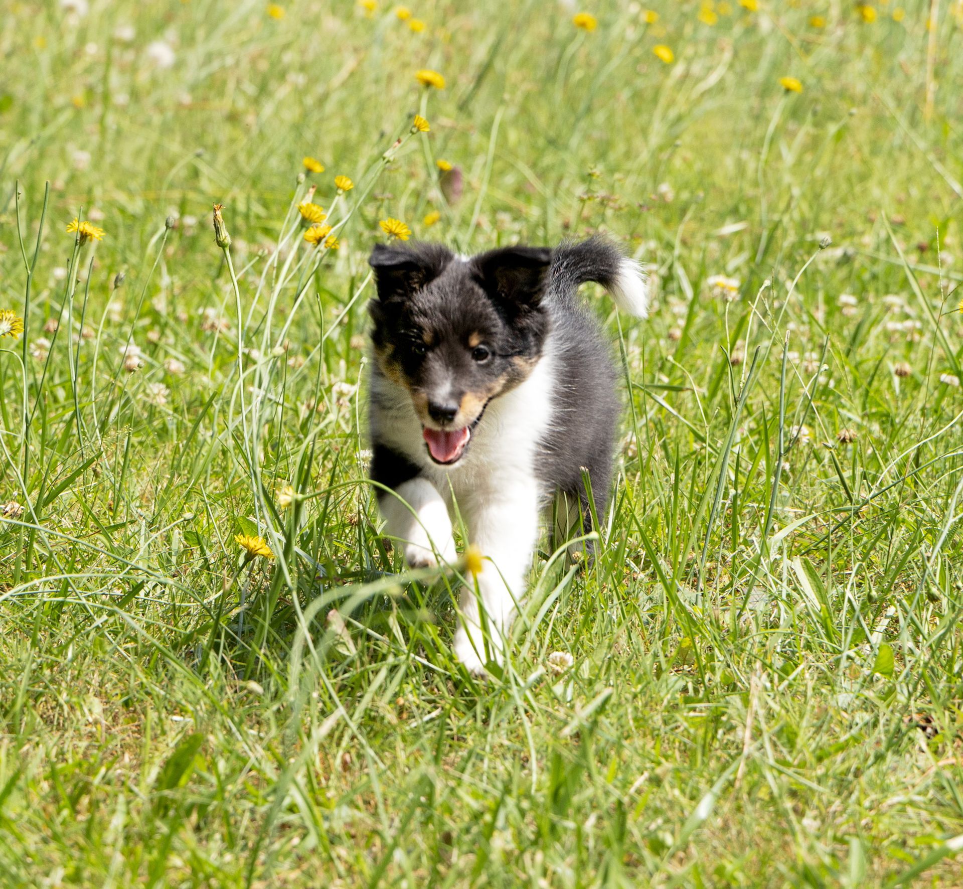 A black and white Collie puppy is running through a grassy field.