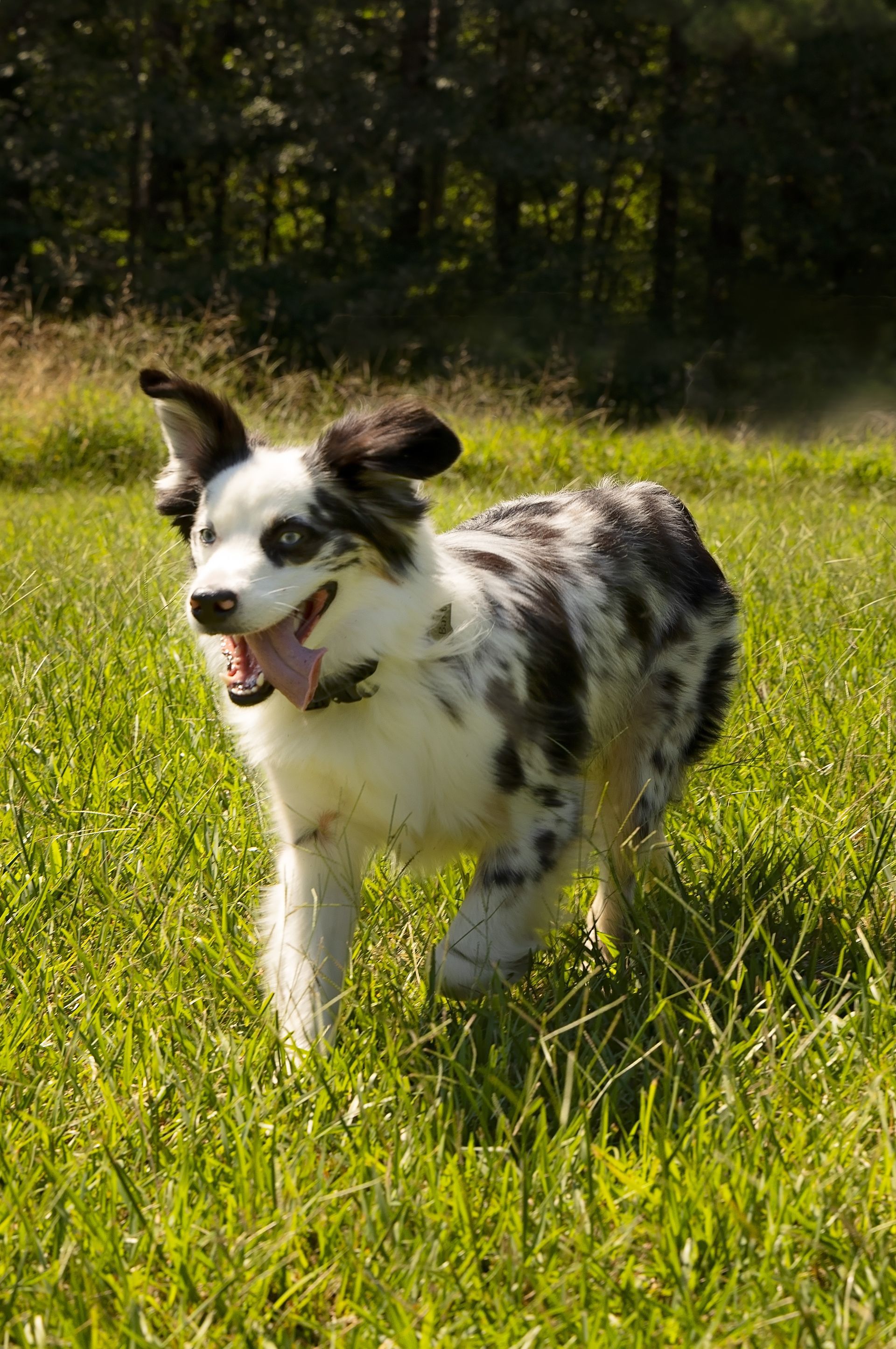 A black and white dog is running through a grassy field .