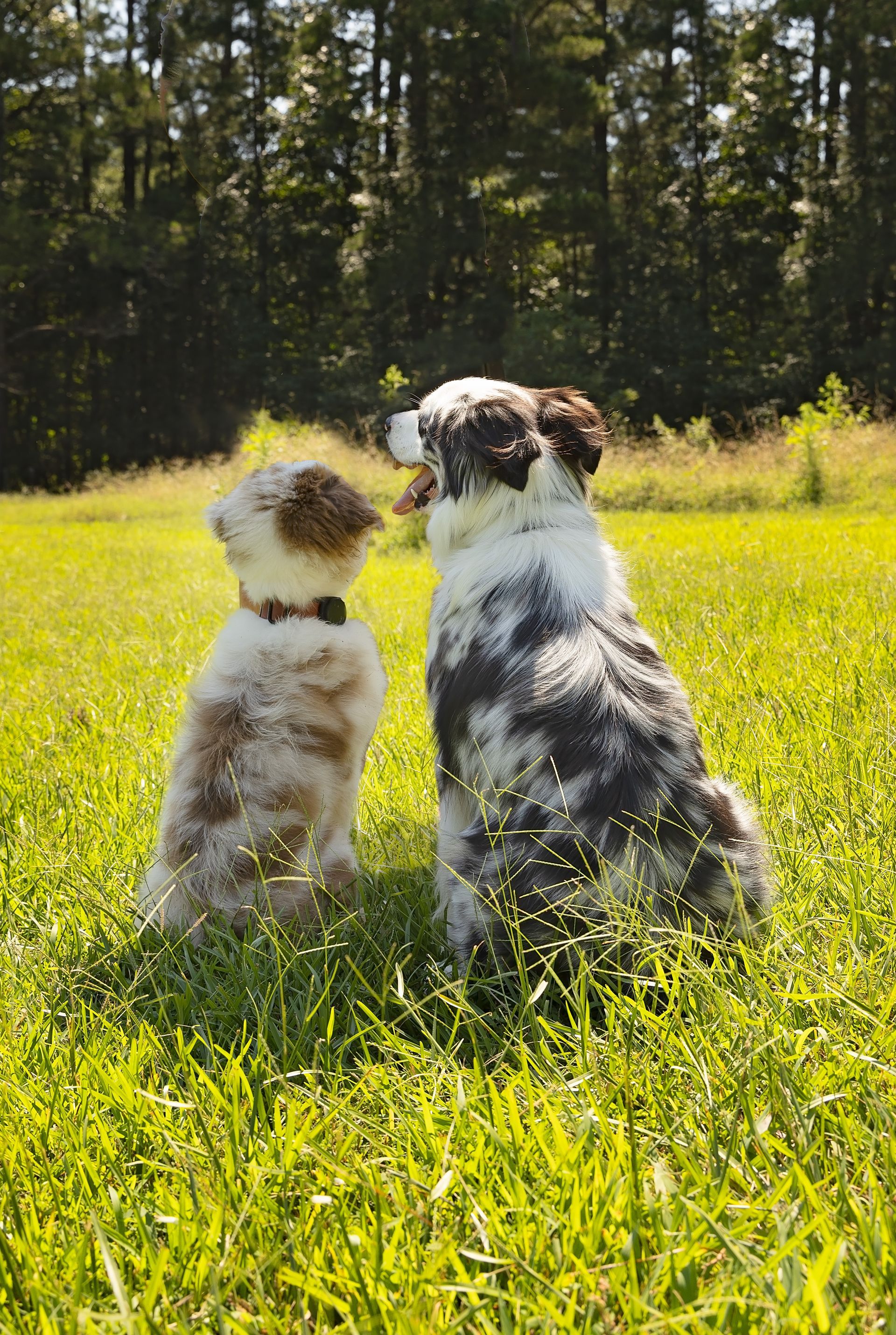 Two dogs are sitting in the grass looking at each other, with their backs to the camera.