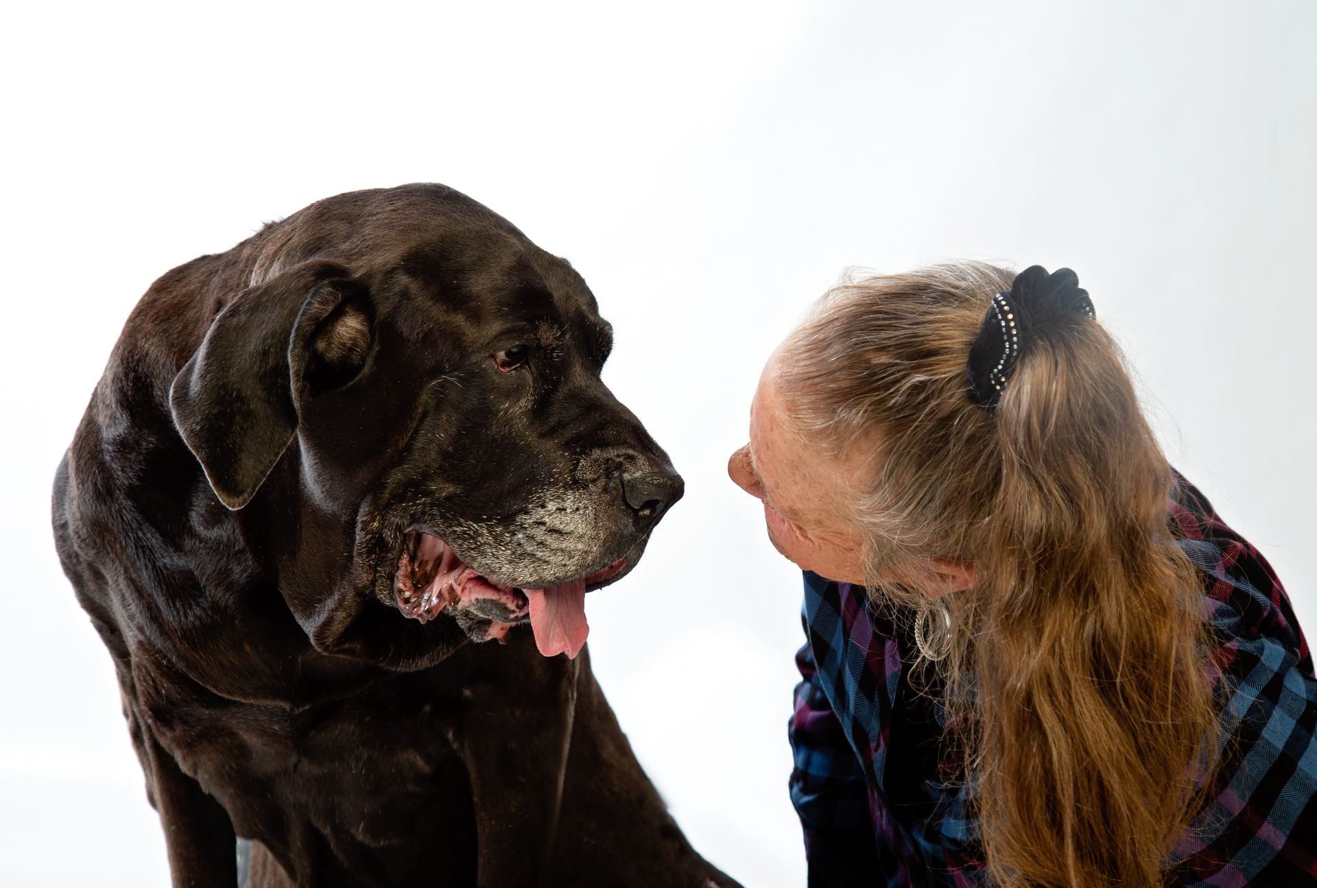 A woman and a Mastiff dog are looking at each other.