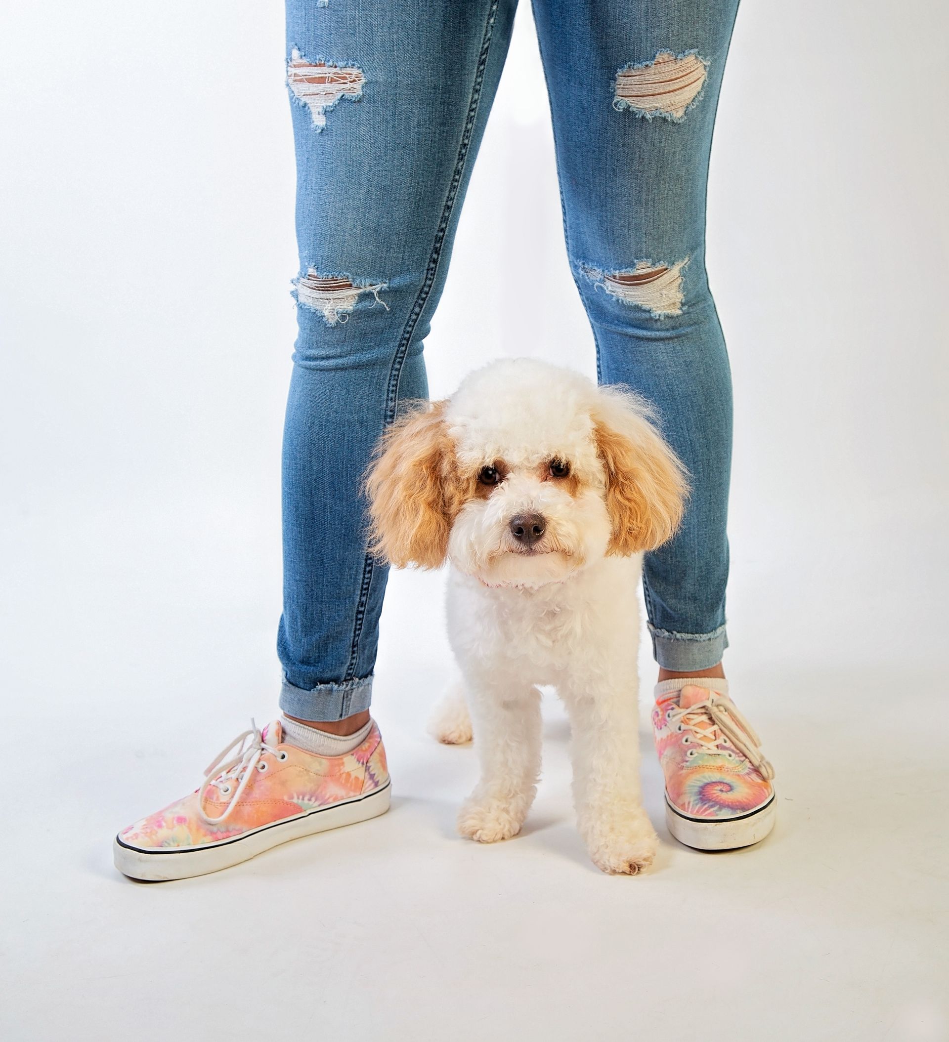 A girl in jeans is standing next to a small white dog is photographed from the thighs downward, highlighting her fractal basketball shoes and cute little dog.