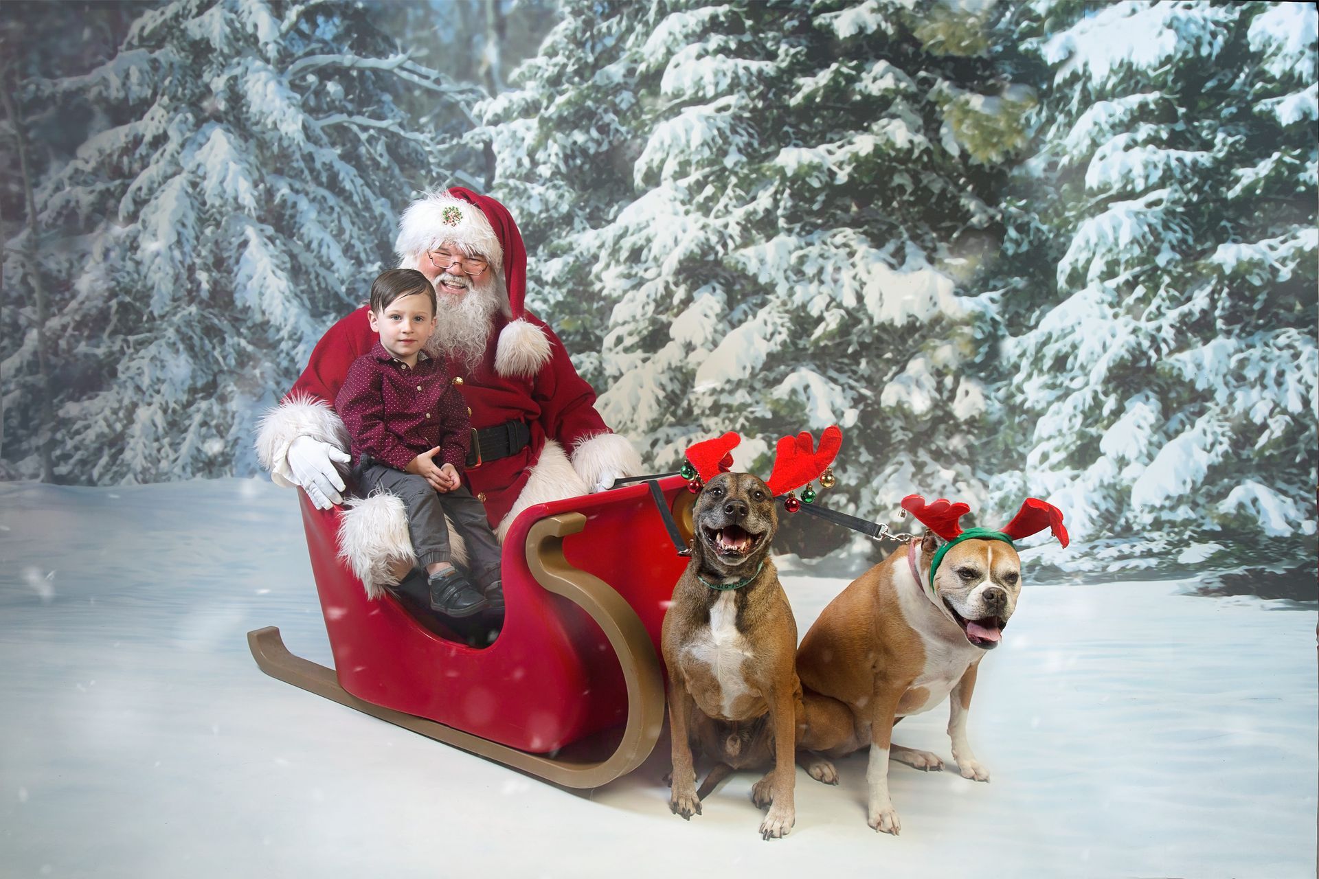 A little boy is sitting with Santa Claus in a sleigh pulled by two dogs wearing reindeer antlers.