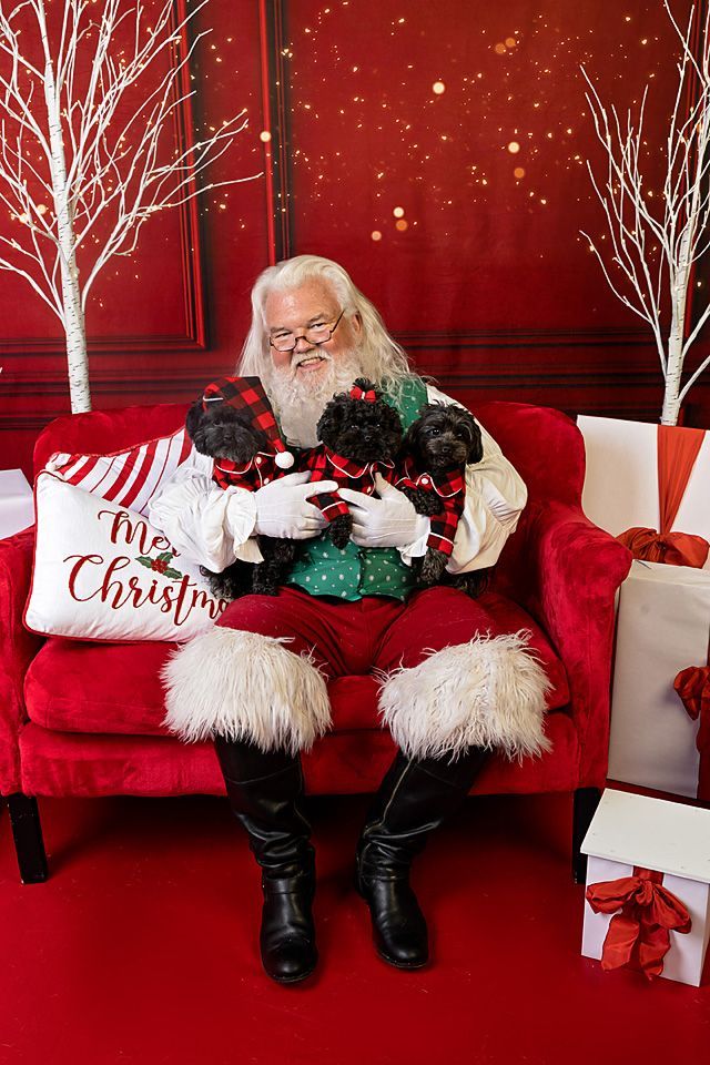 Santa Claus is sitting on a red couch holding three small dogs dressed in their plaid pajamas.