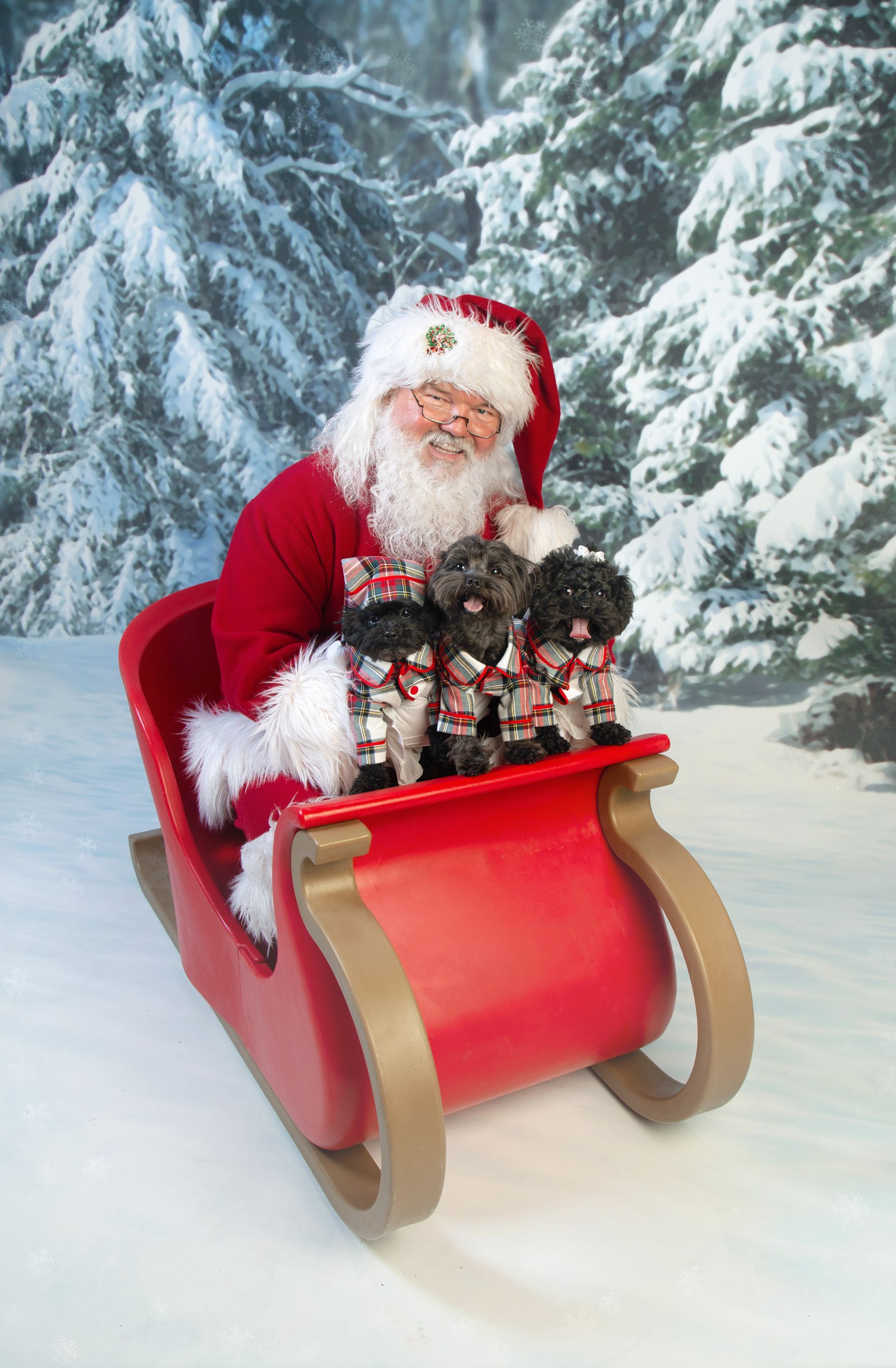 Santa Claus is sitting with three small dogs in a red sled in the snow.