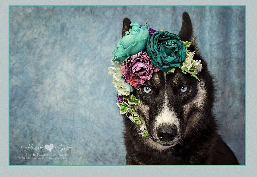 A black and white  husky dog wearing a flower crown on its head.