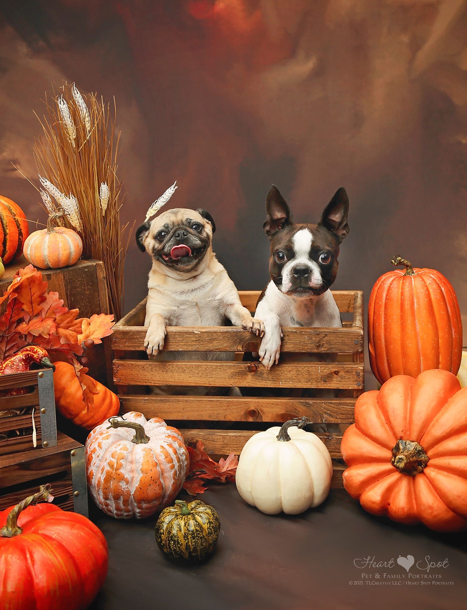 Two pug puppies are sitting in a wooden crate surrounded by pumpkins.
